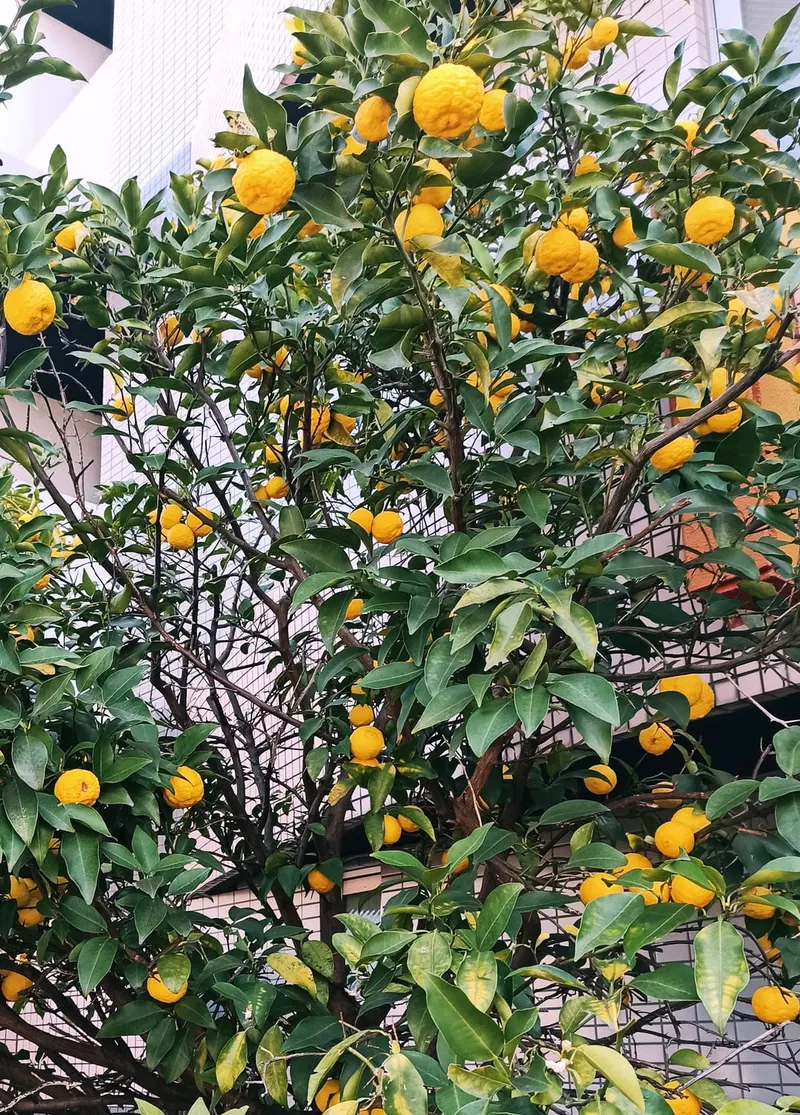 Dekopon mandarin plant showing foliage and plant structure.