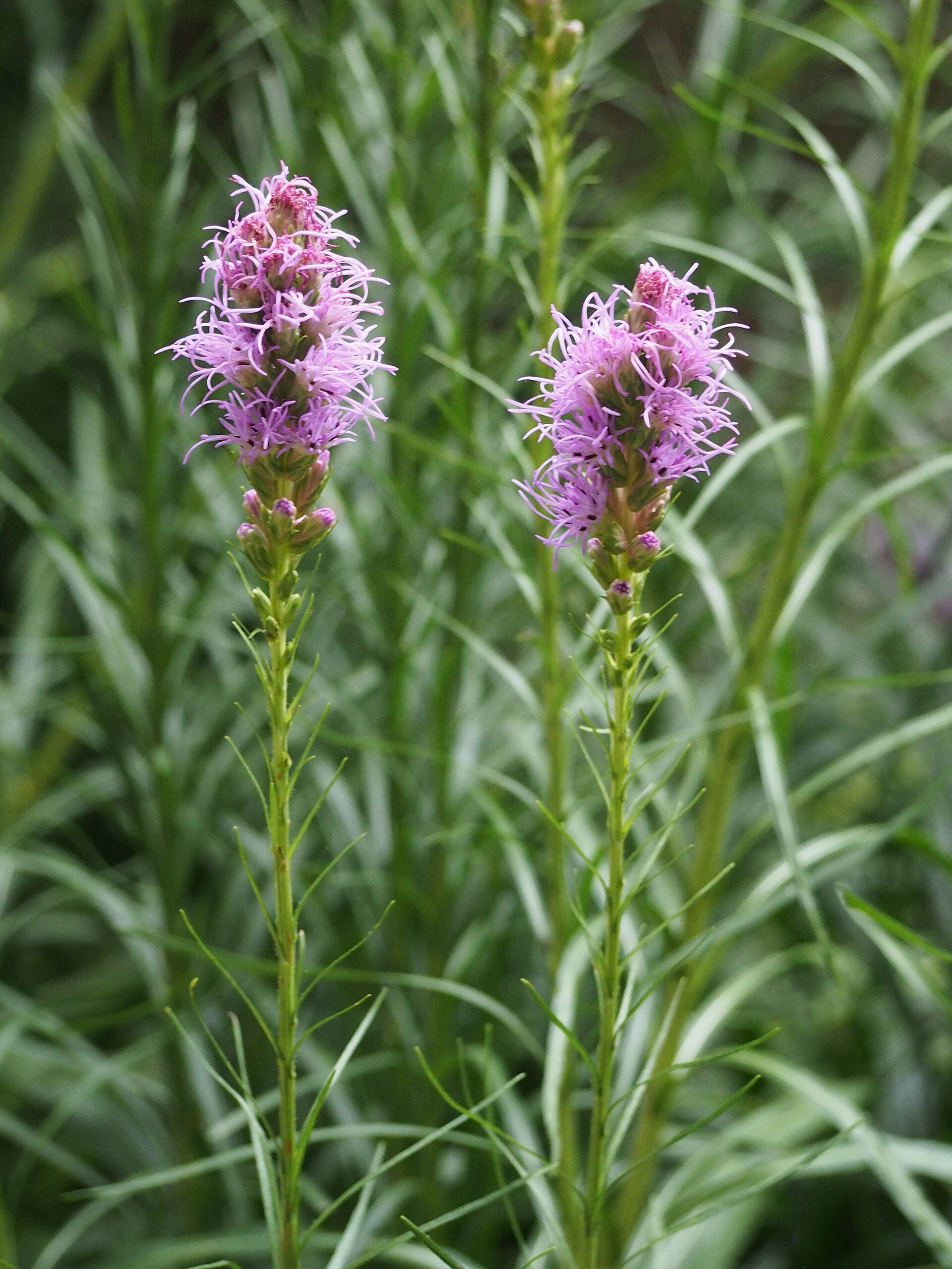 Blazing star flower spikes above narrow leaves.