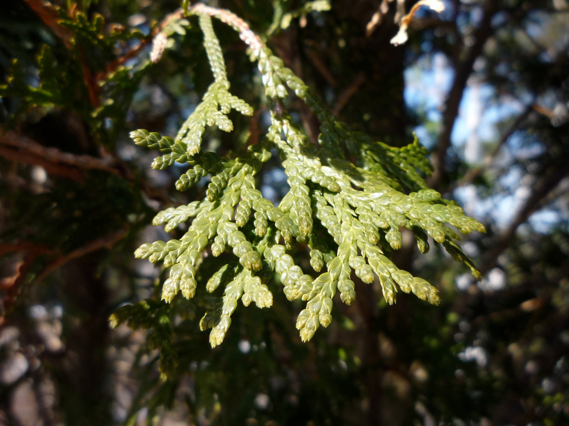 Arborvitae evergreen foliage sprays on upright stems.