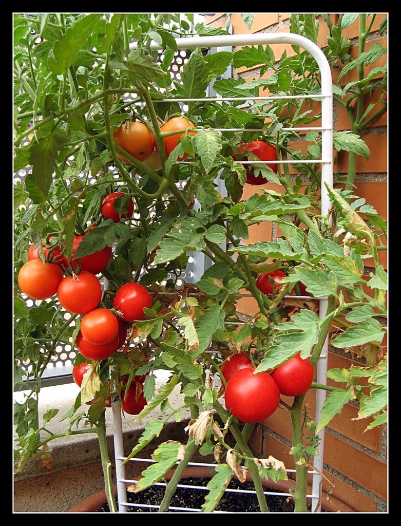 learning ebpf | ch4ser: zone Images High Quality... Amish Paste tomato Growing Guide: Zones 3a-11a, Spacing & Yield | Plant ...