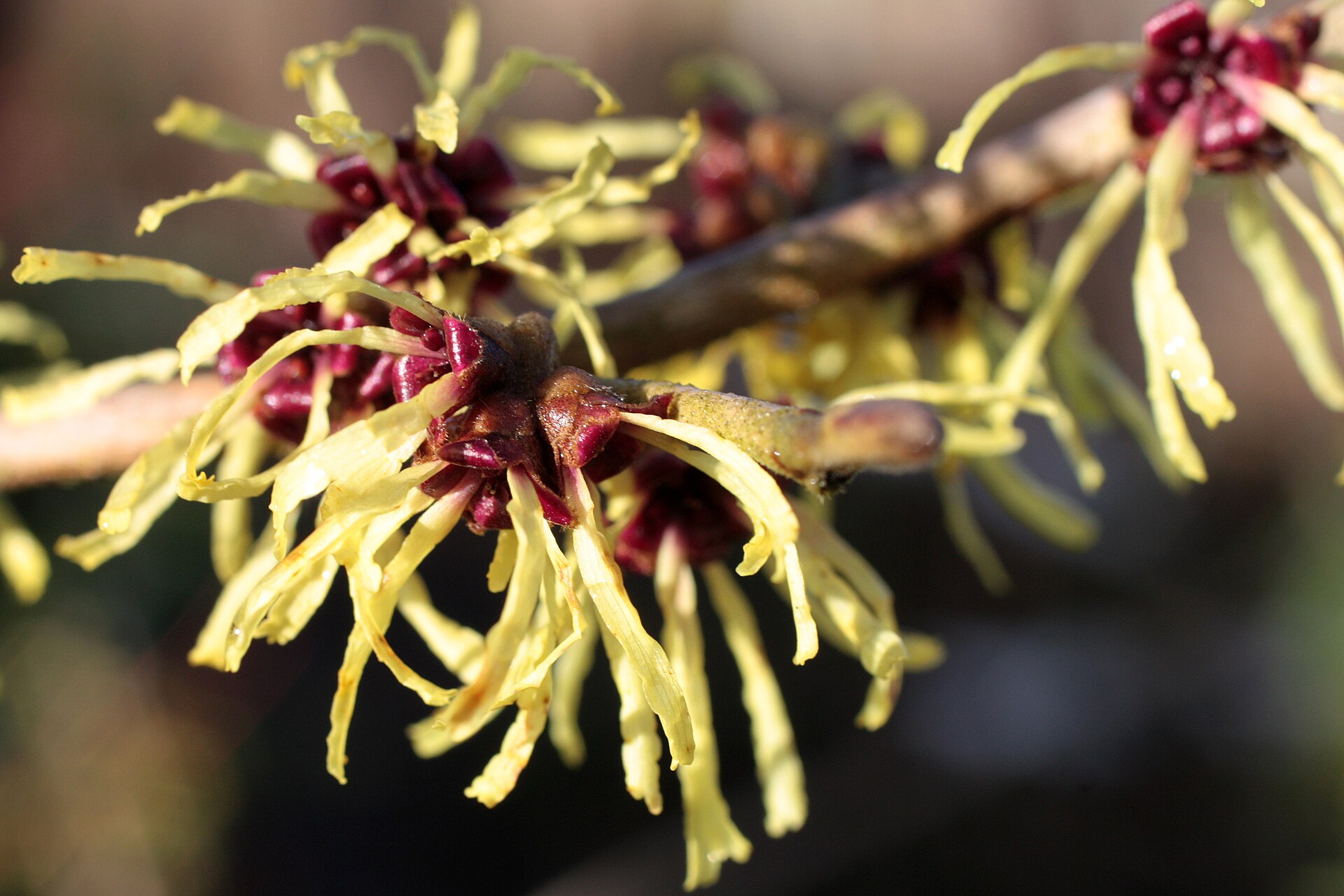 learning ebpf | ch4ser: zone Images High Quality... Native witch hazel Growing Guide: Zones 3a-8a, Spacing & Yield | Plant ...
