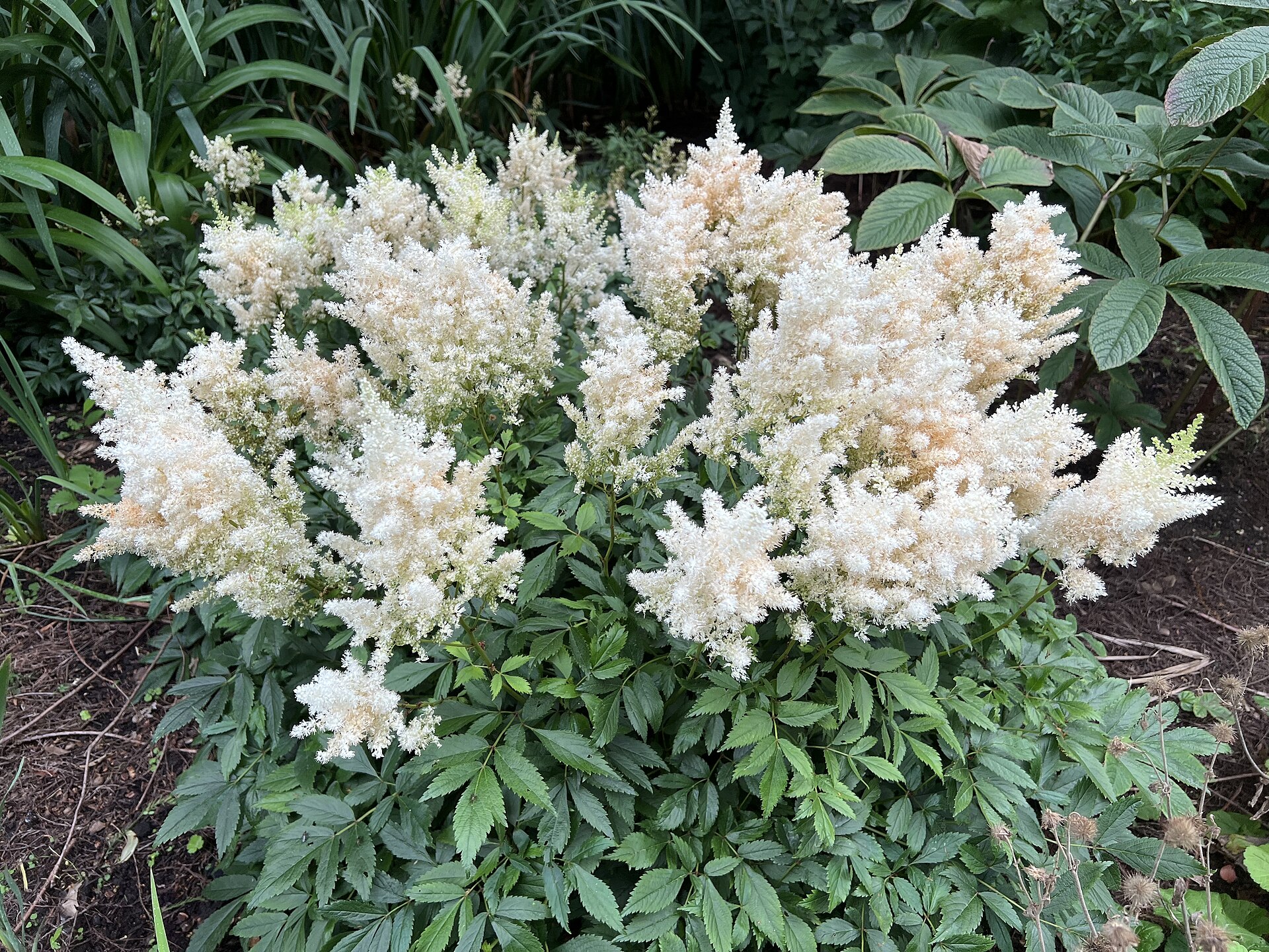 Astilbe flower plumes above fernlike foliage.
