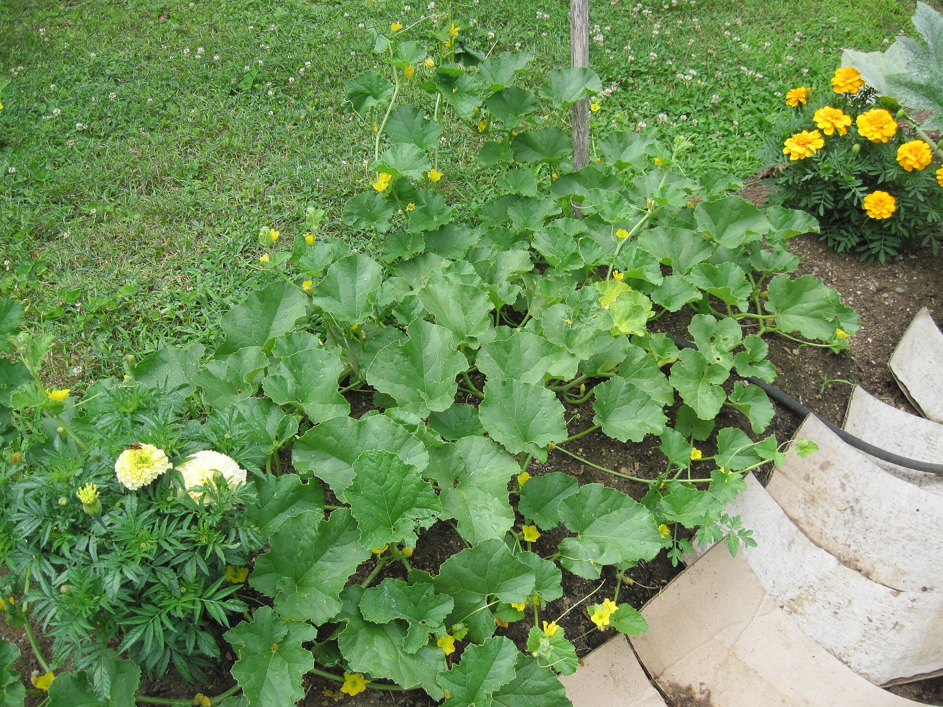 Melon vine showing leaves and fruit.