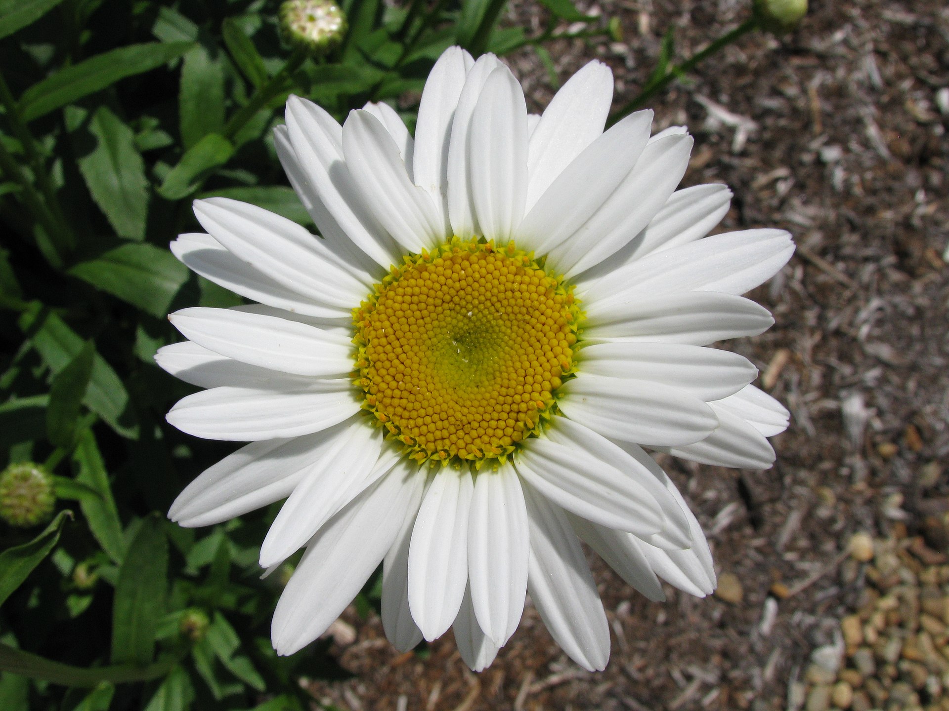 Shasta daisy flowers above green stems and leaves.