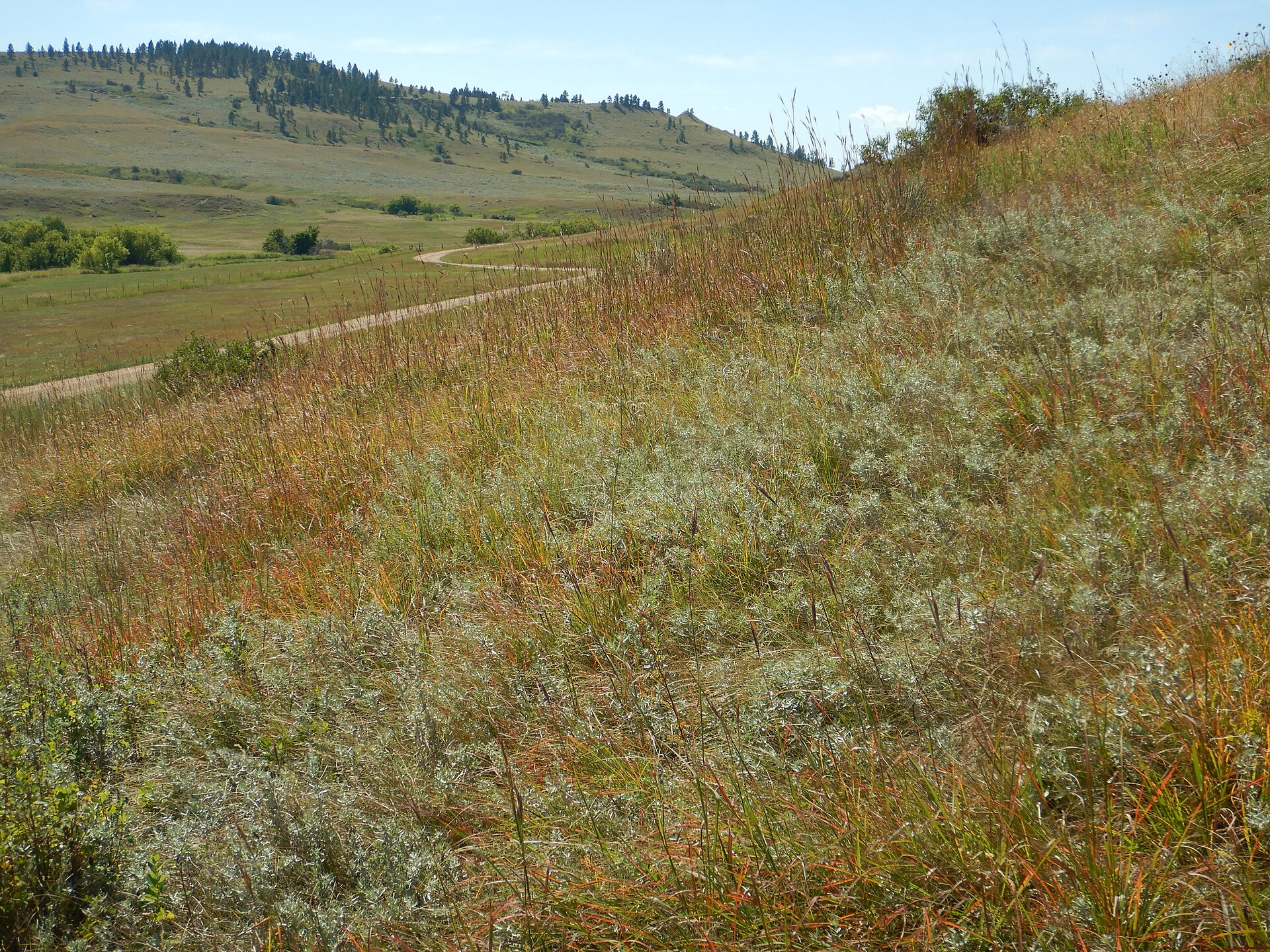 Big bluestem grass with upright leaves and seed heads.