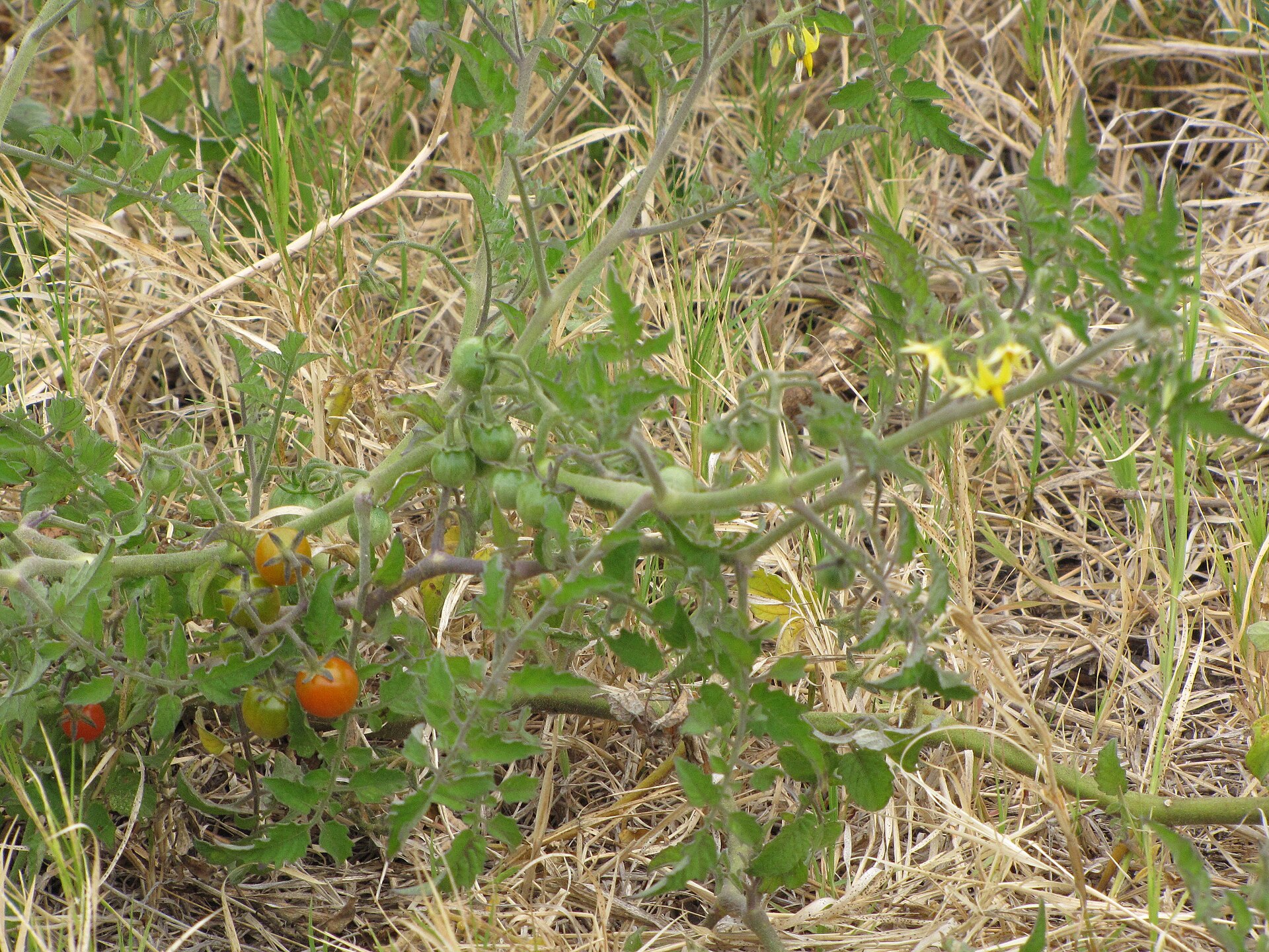 Tomato plant showing leaves, stems, and fruit.