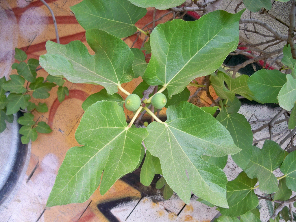 Fig branch with lobed leaves and fruit.