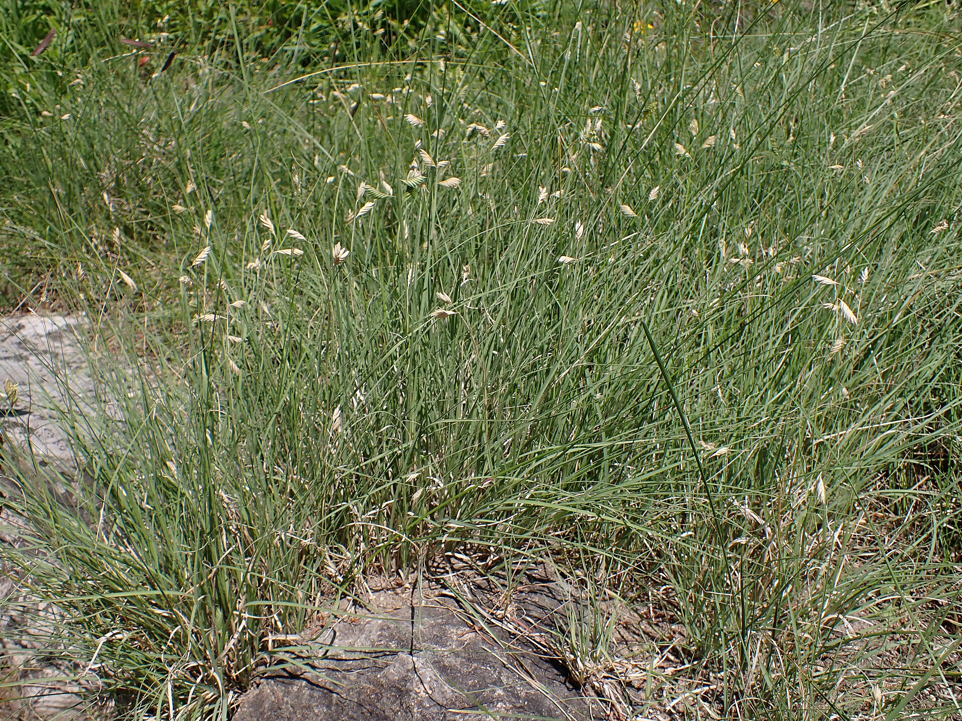 Blue grama grass showing fine foliage and eyelash seed heads.