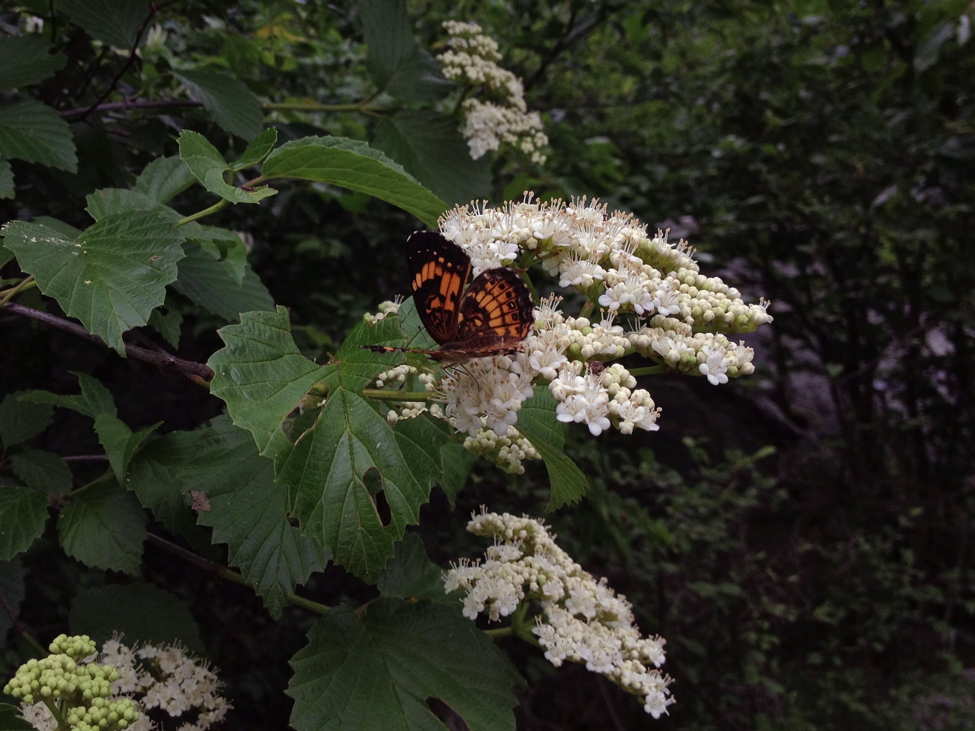 Viburnum branch showing leaves, flowers, and fruit where visible.