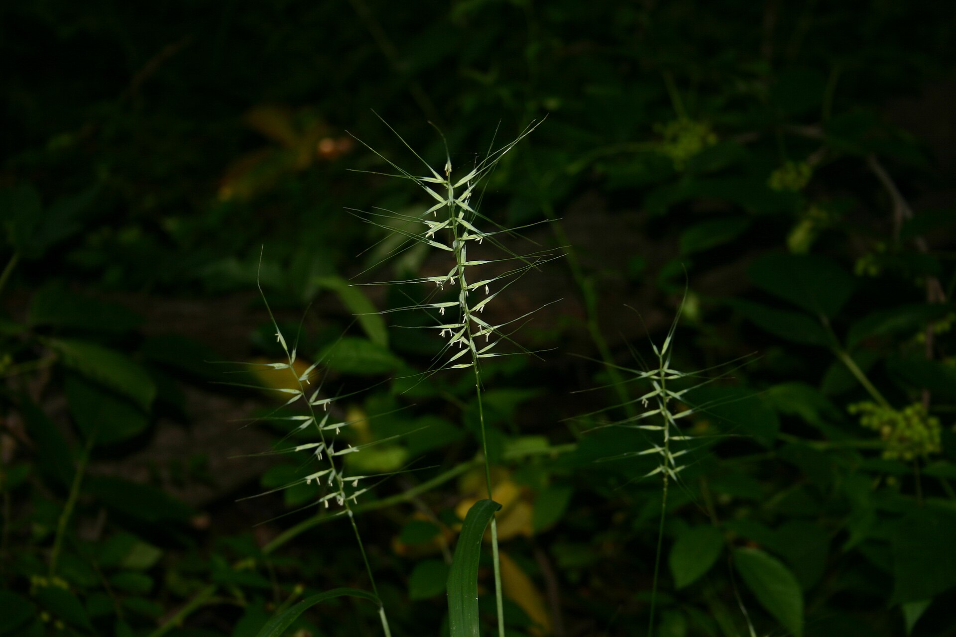 Bottlebrush grass seed heads rising above narrow leaves.