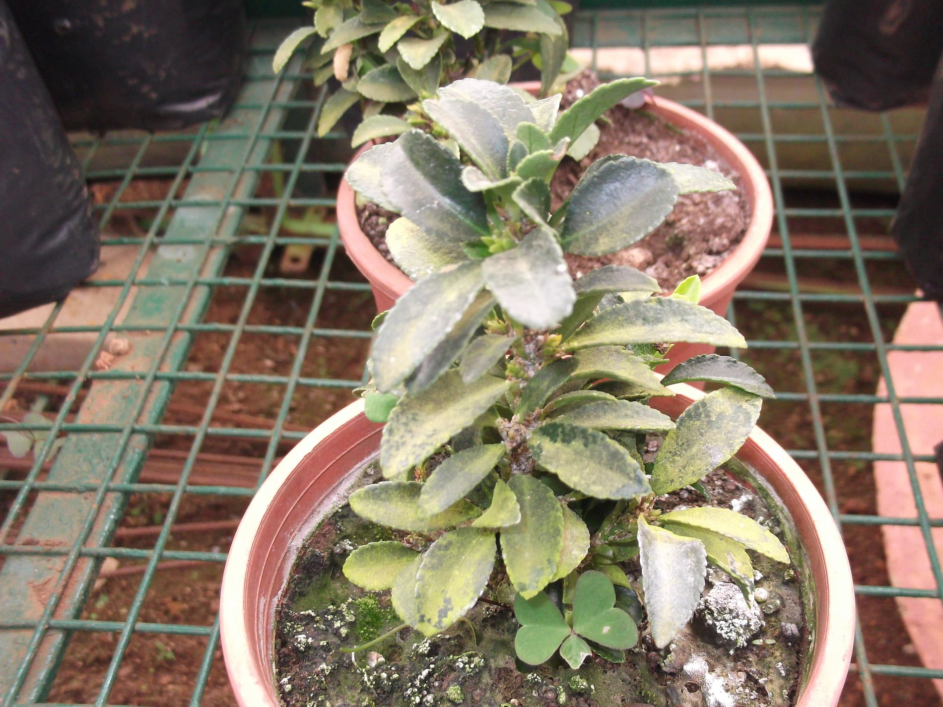 Boxwood shrub showing dense evergreen leaves.