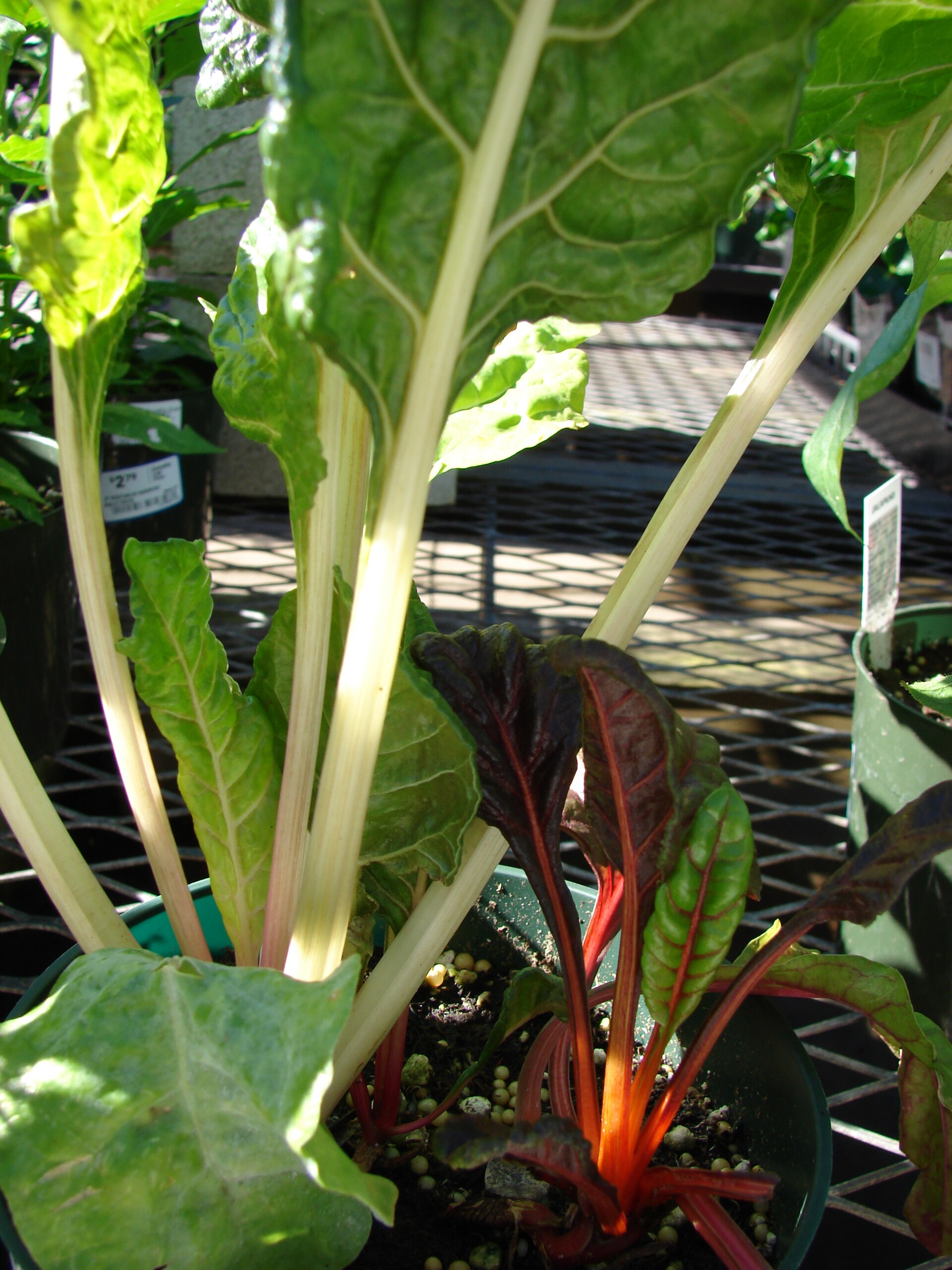 learning ebpf | ch4ser: zone Images High Quality... Bright Lights Swiss chard Growing Guide: Zones 3a-10b, Spacing & Yield ...
