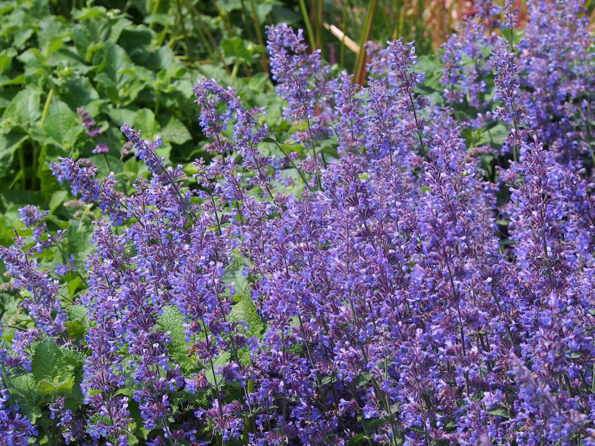 Catmint flowers above aromatic gray-green foliage.