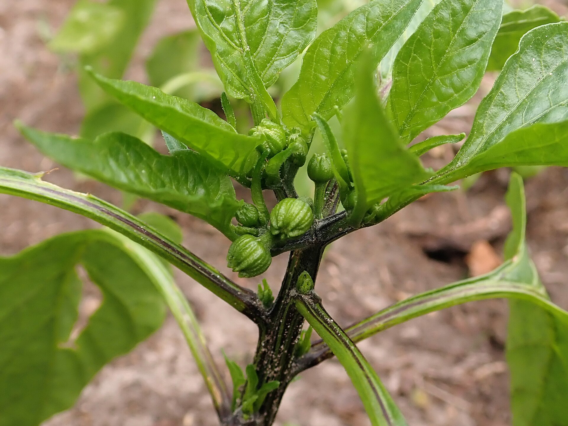 Pepper plant showing leaves and fruit.