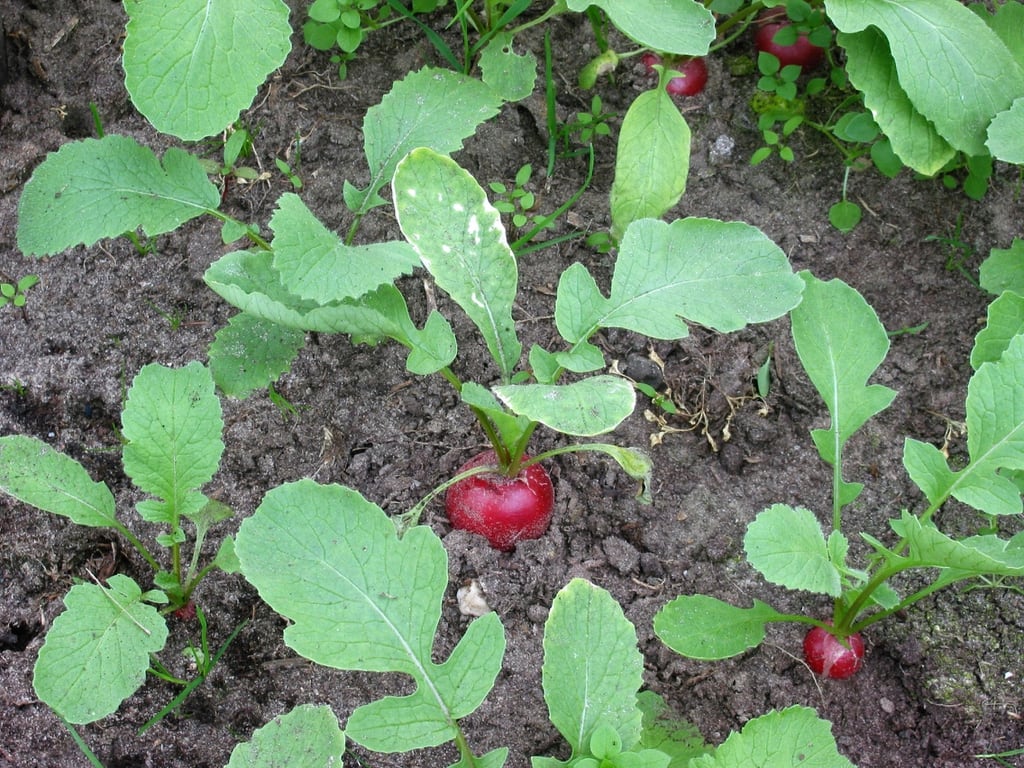 learning ebpf | ch4ser: zone Images High Quality... Korean mu radish Growing Guide: Zones 3a-10a, Spacing & Yield | Plant ...
