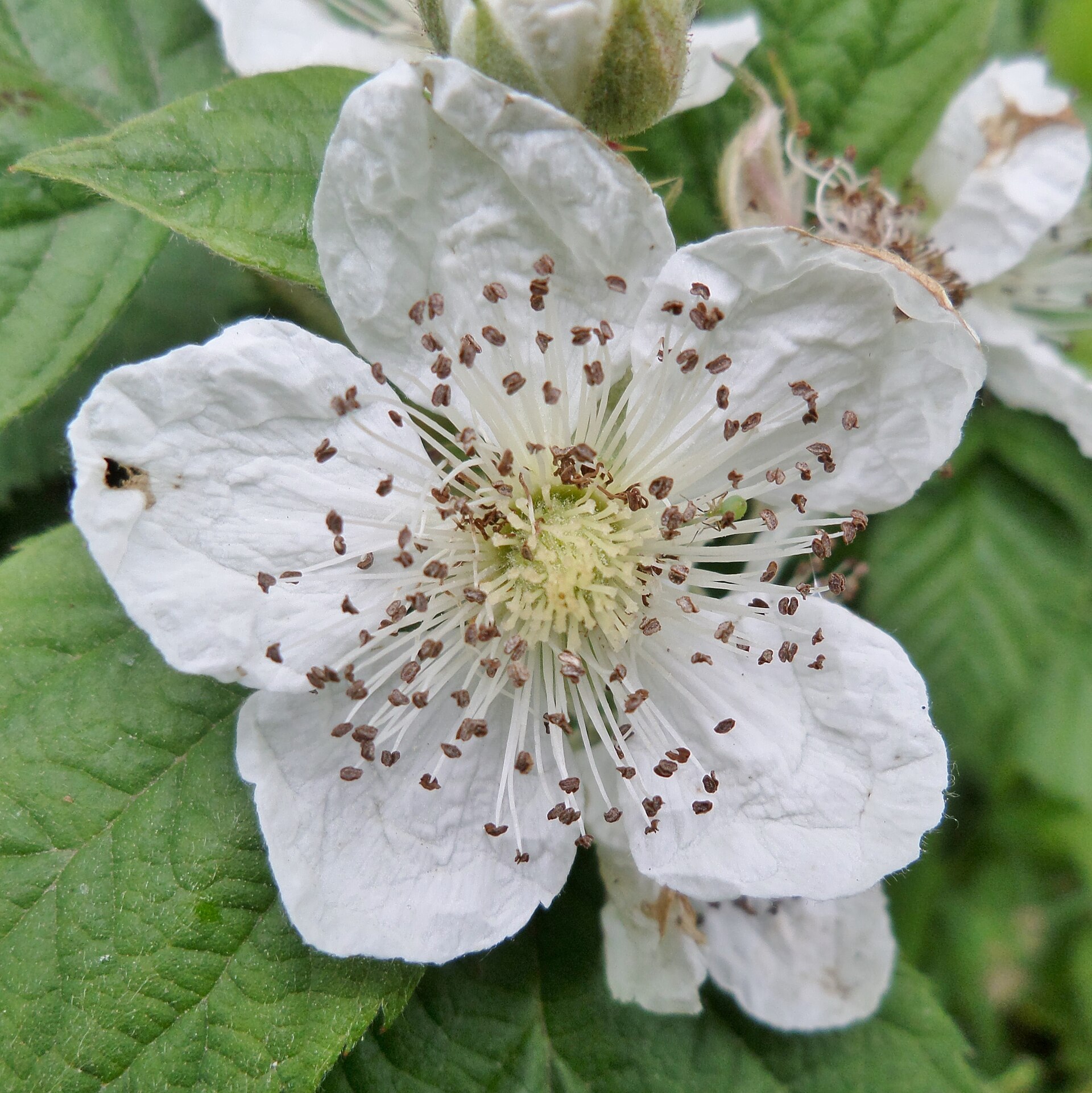 Bramble cane showing leaves and berries.