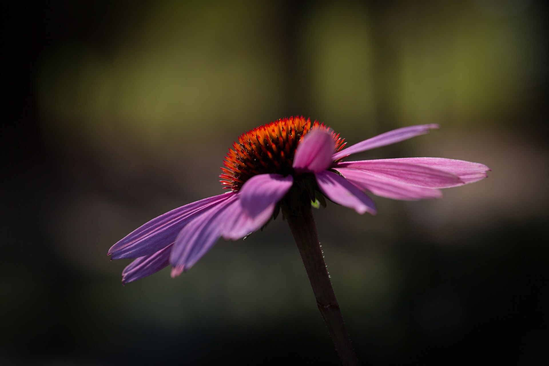 Coneflower blooming above leafy stems.
