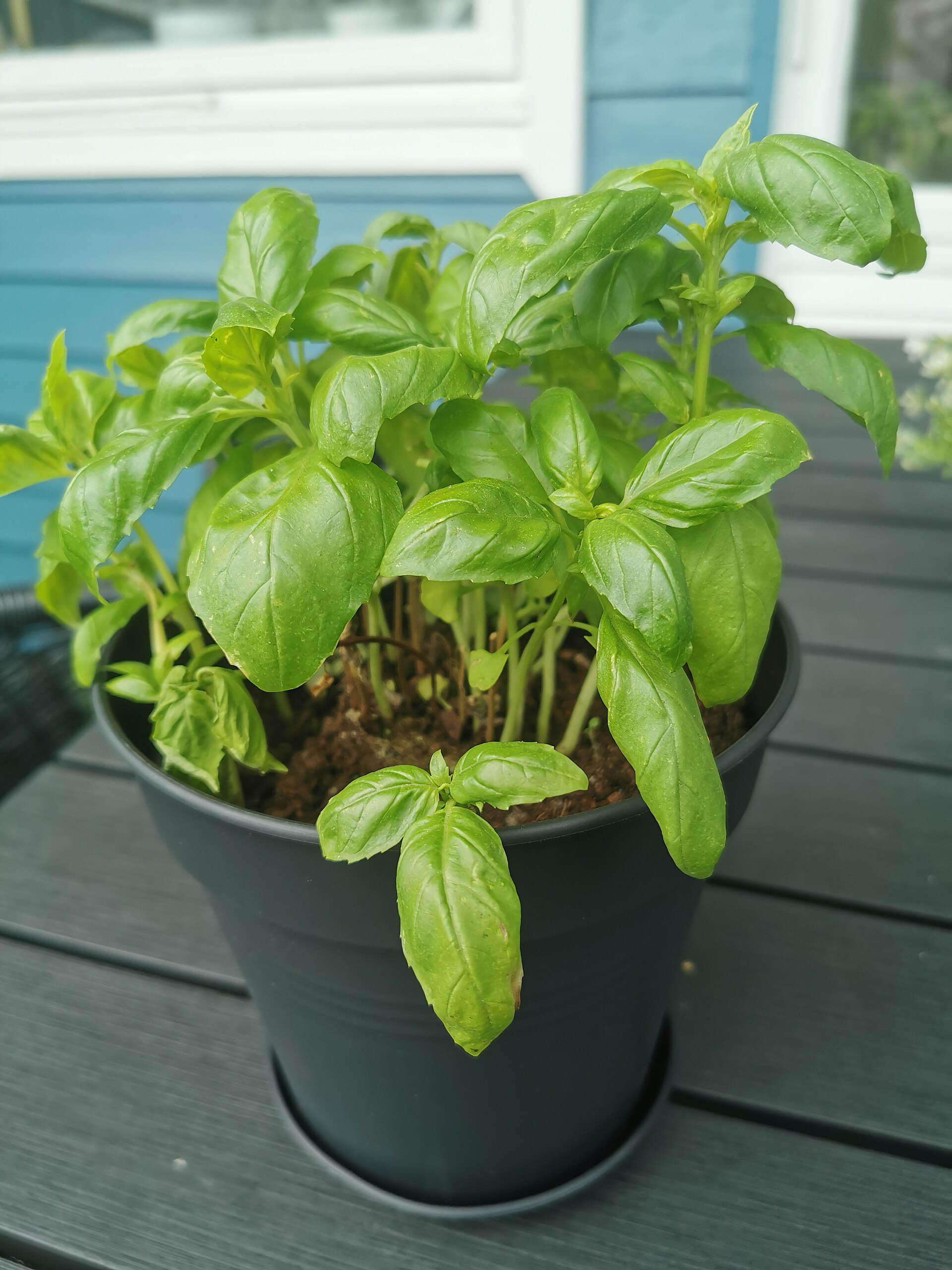 Genovese basil Growing Guide: Zones 4a-11a, Spacing & Yield | Plant by ZIP