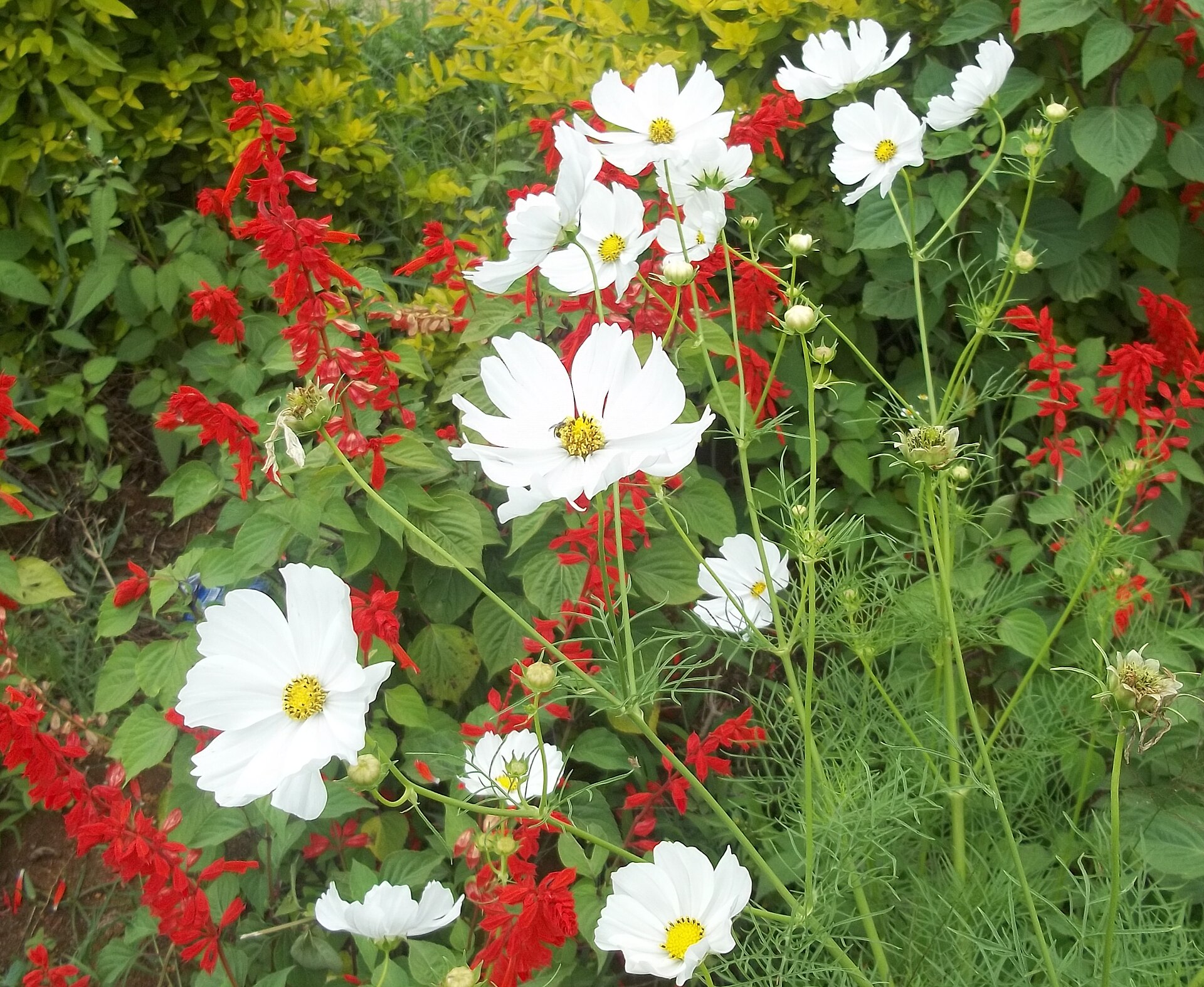 Cosmos flowers above fine foliage.