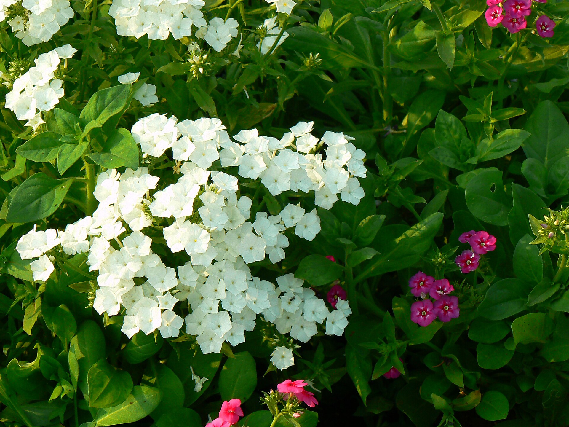 Garden phlox flower clusters above leafy stems.