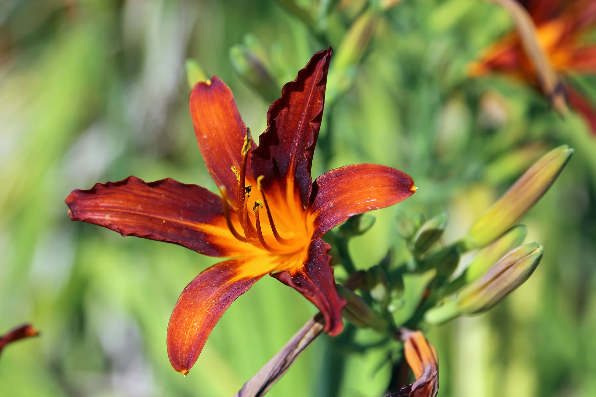 Stella Supreme daylily Growing Guide: Zones 3a-9a, Spacing & Yield ...