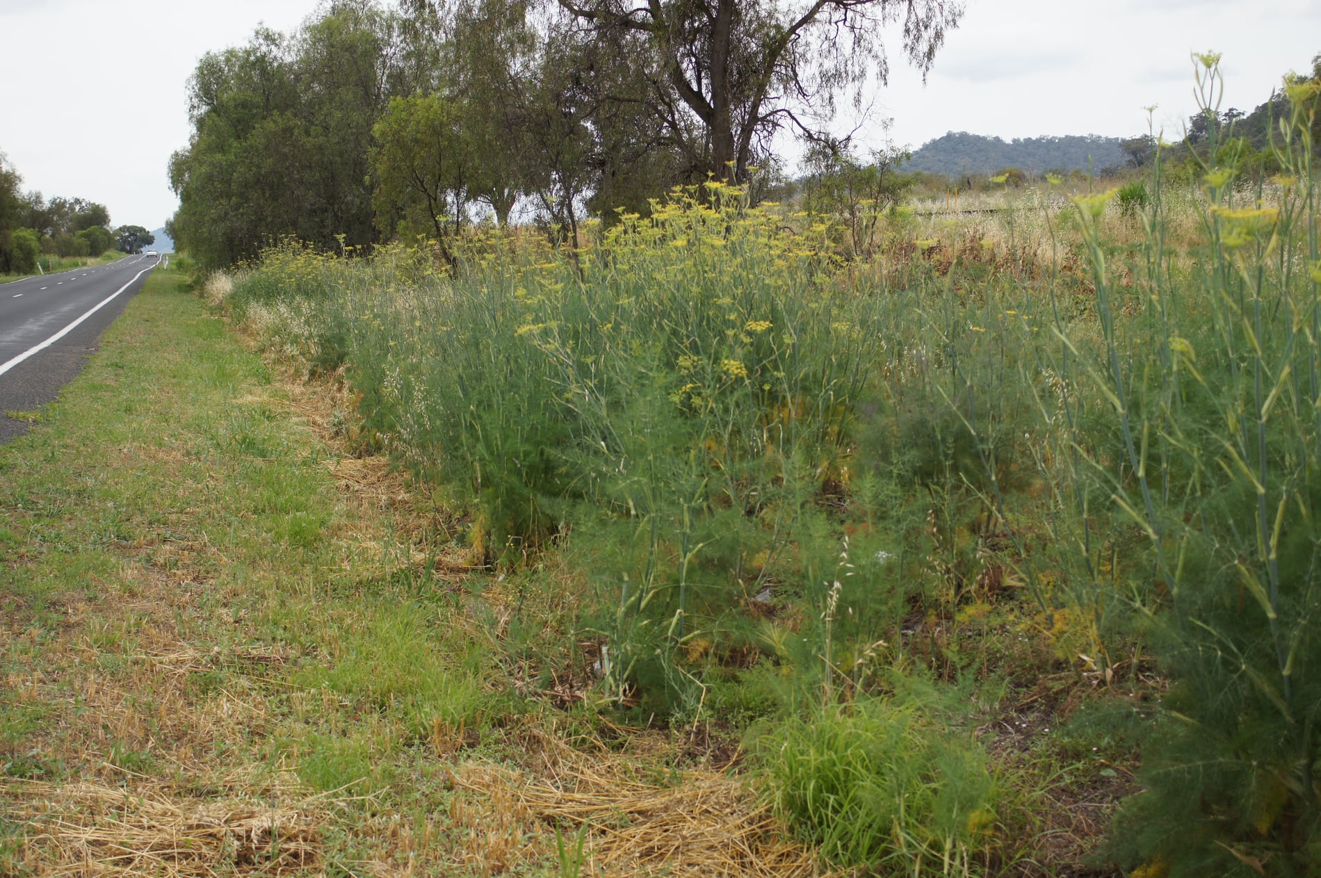 Fennel foliage and umbels on upright stems.