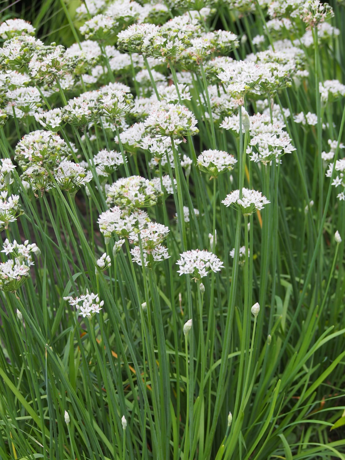 learning ebpf | ch4ser: zone Images High Quality... Japanese bunching onion Growing Guide: Zones 3a-10b, Spacing & Yield ...