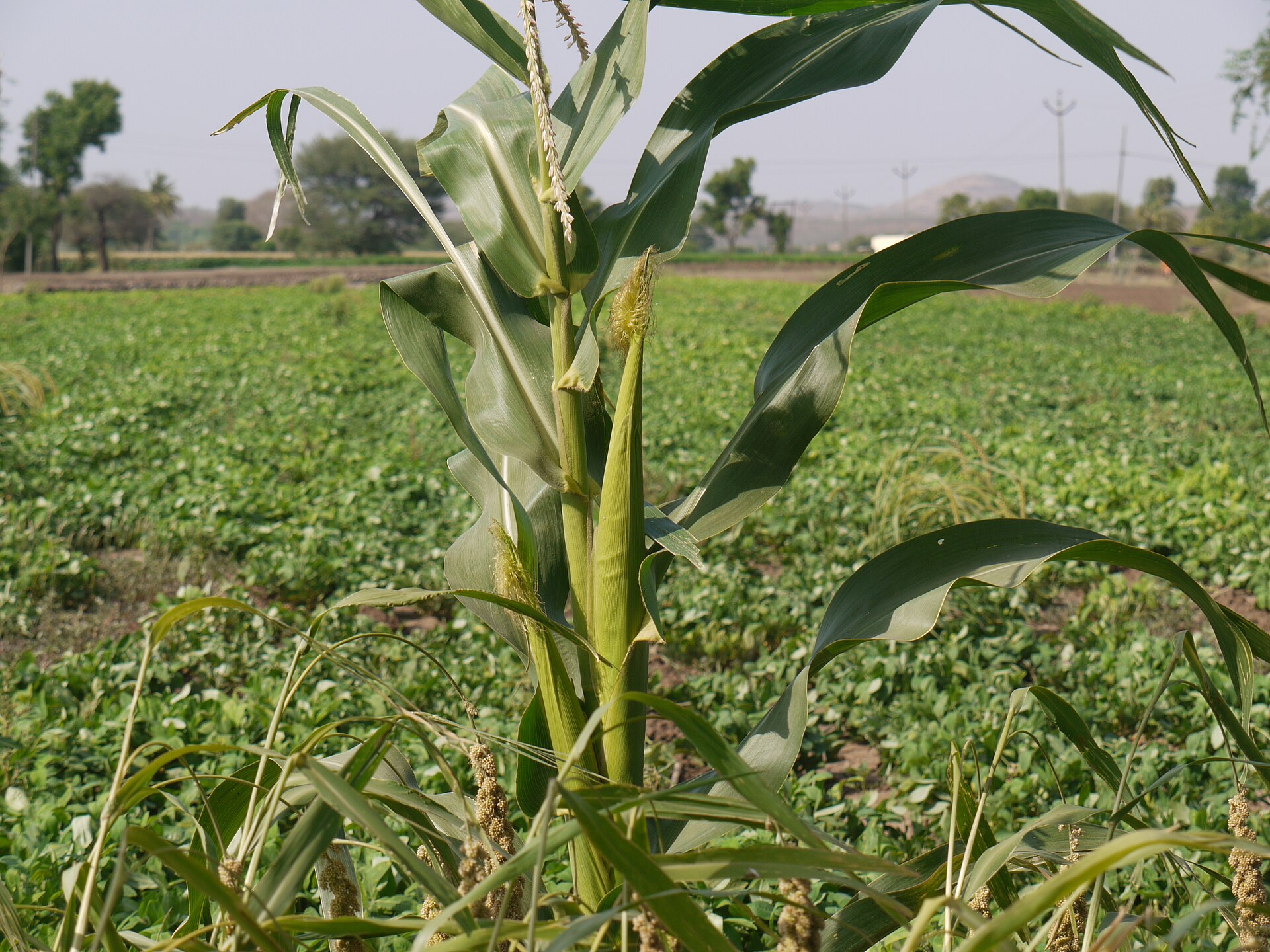 Corn plant showing leaves, tassels, and ears.