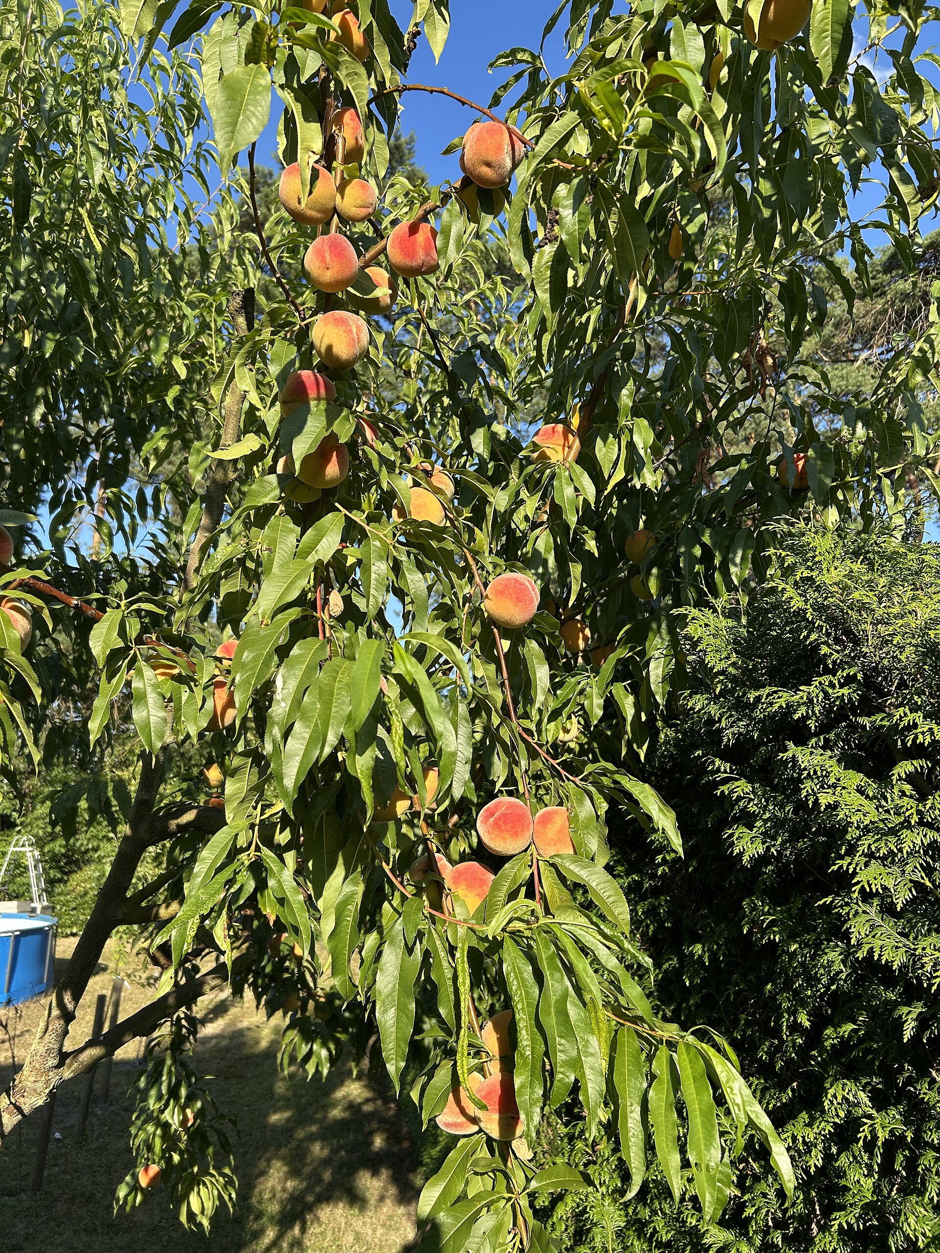 Apricot branch showing leaves and orange fruit.