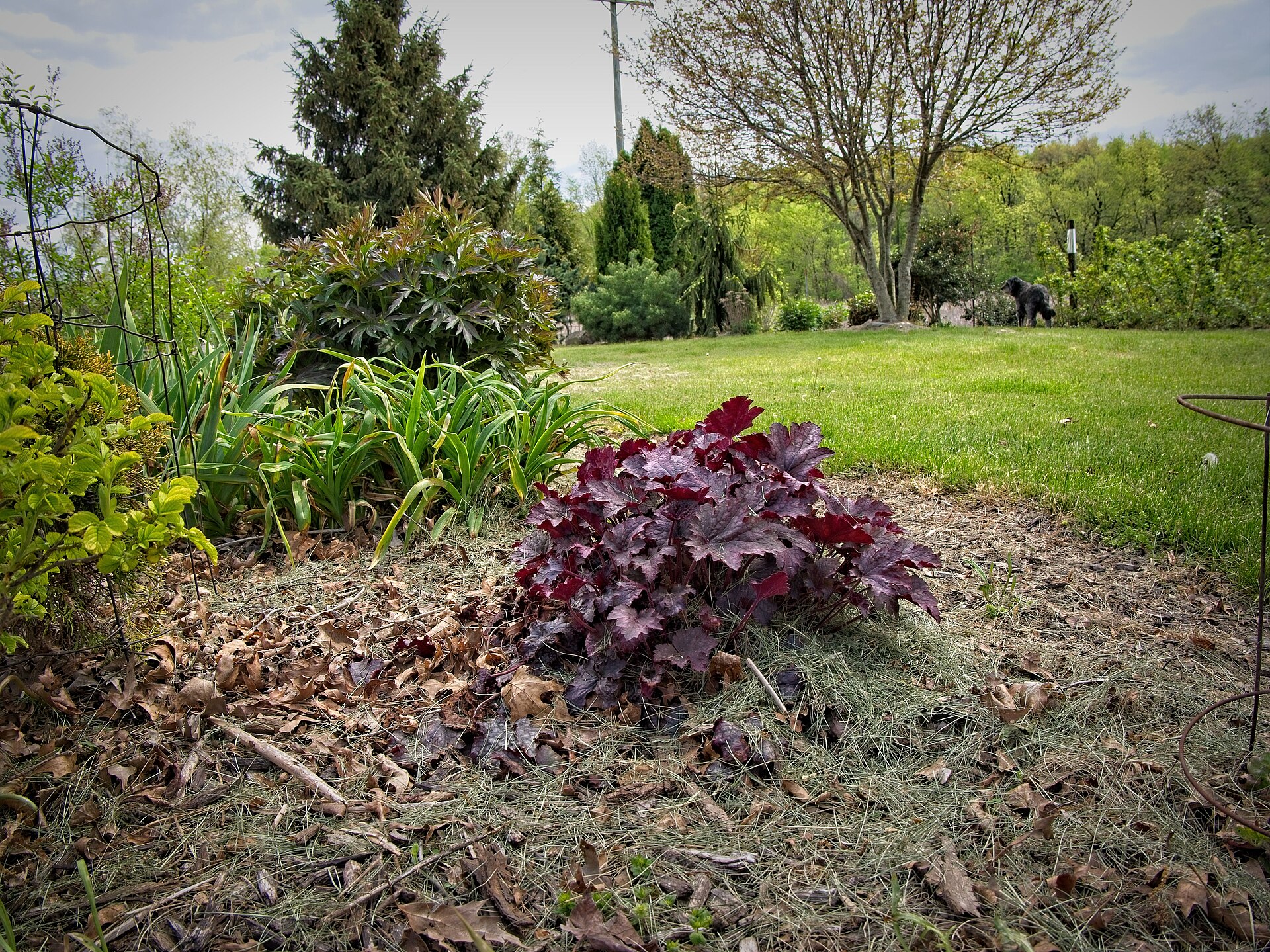 Coral bells foliage clump in a shade planting.