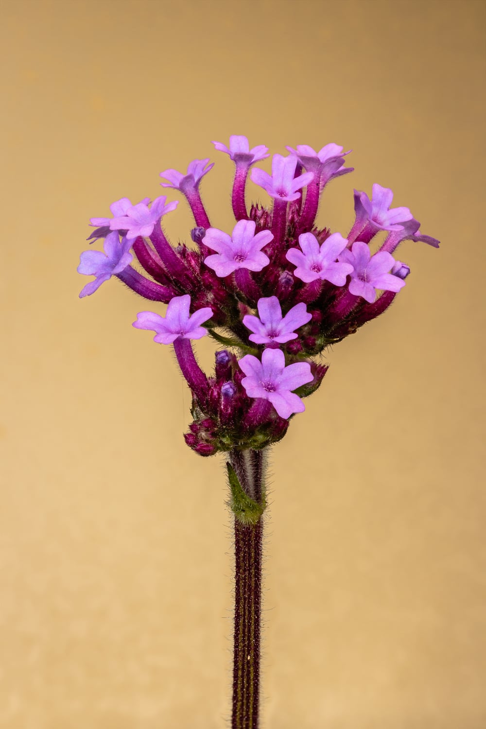 Verbena flowers on wiry stems above foliage.