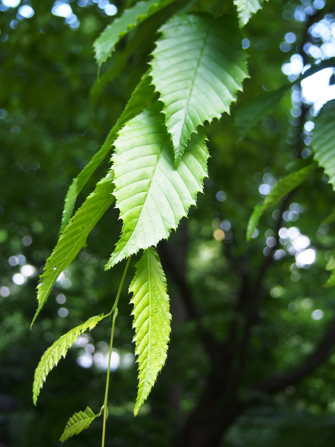 learning ebpf | ch4ser: zone Images High Quality... American hornbeam Growing Guide: Zones 3a-9a, Spacing & Yield | Plant ...