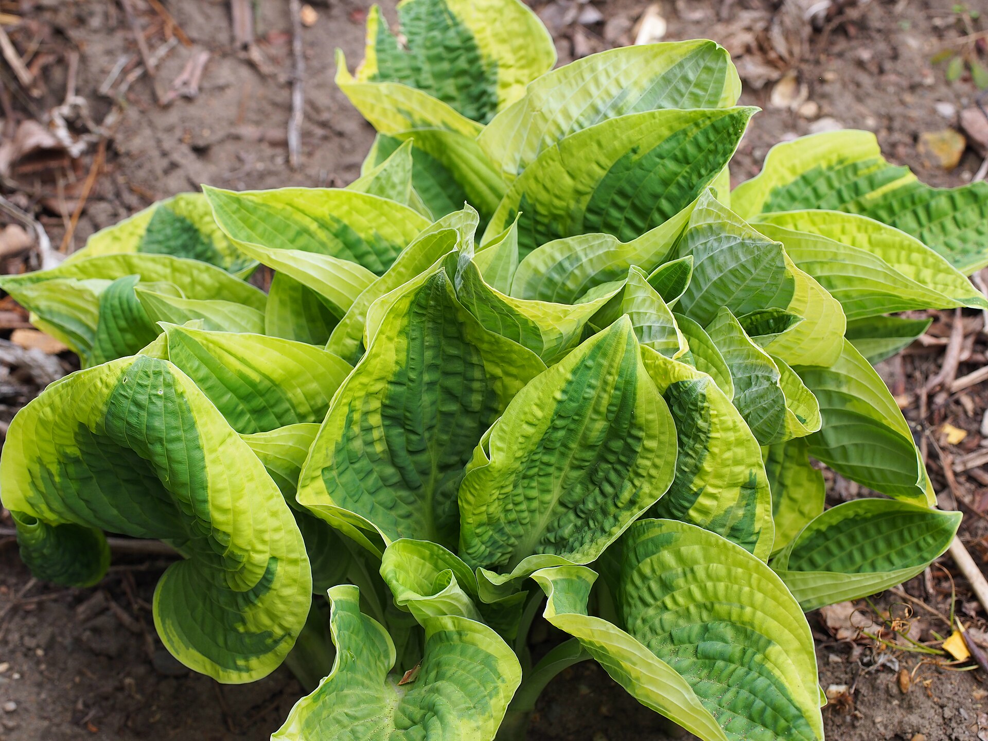 Hosta clump showing broad shade leaves.