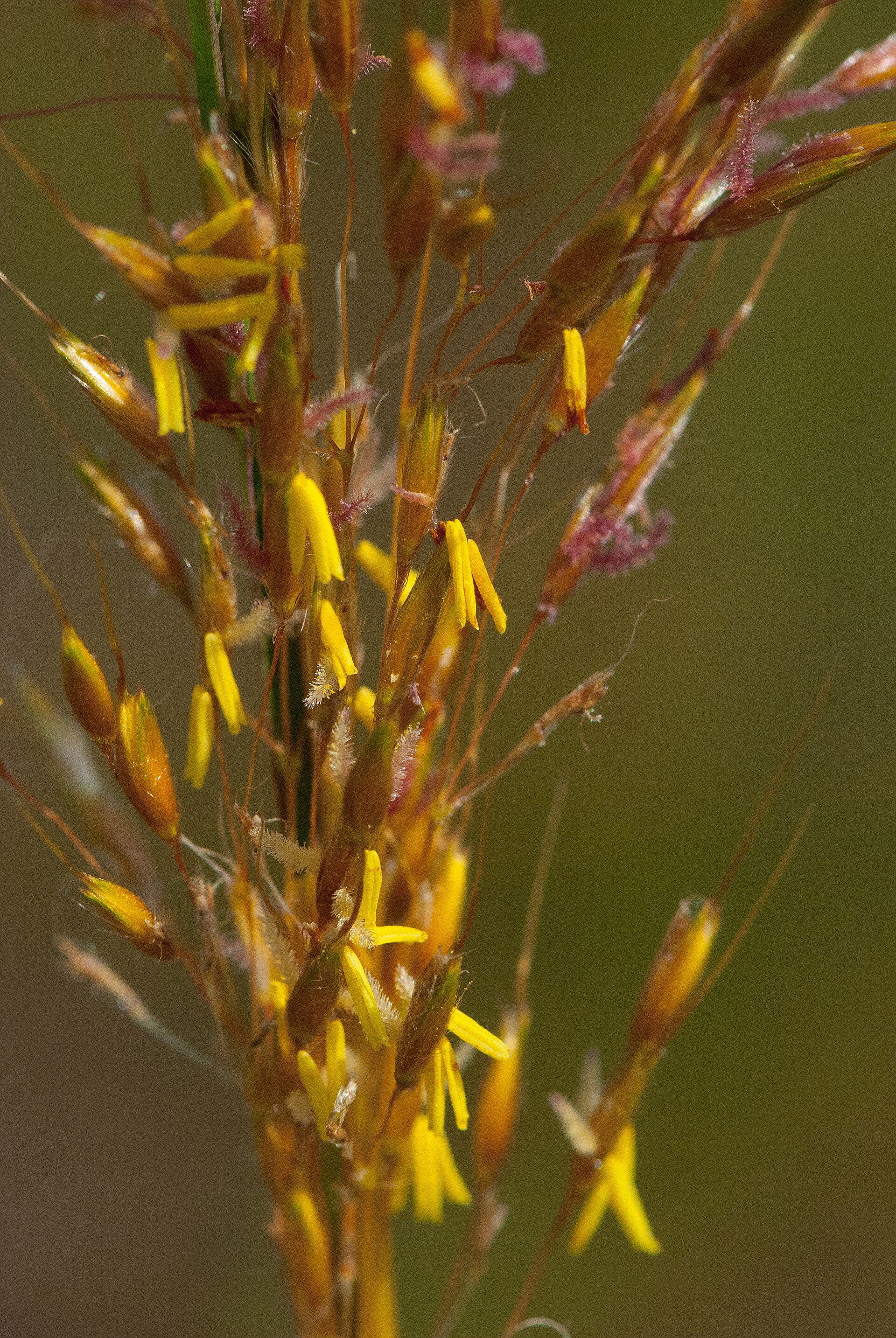 Indian grass showing tall leaves and golden seed plumes.