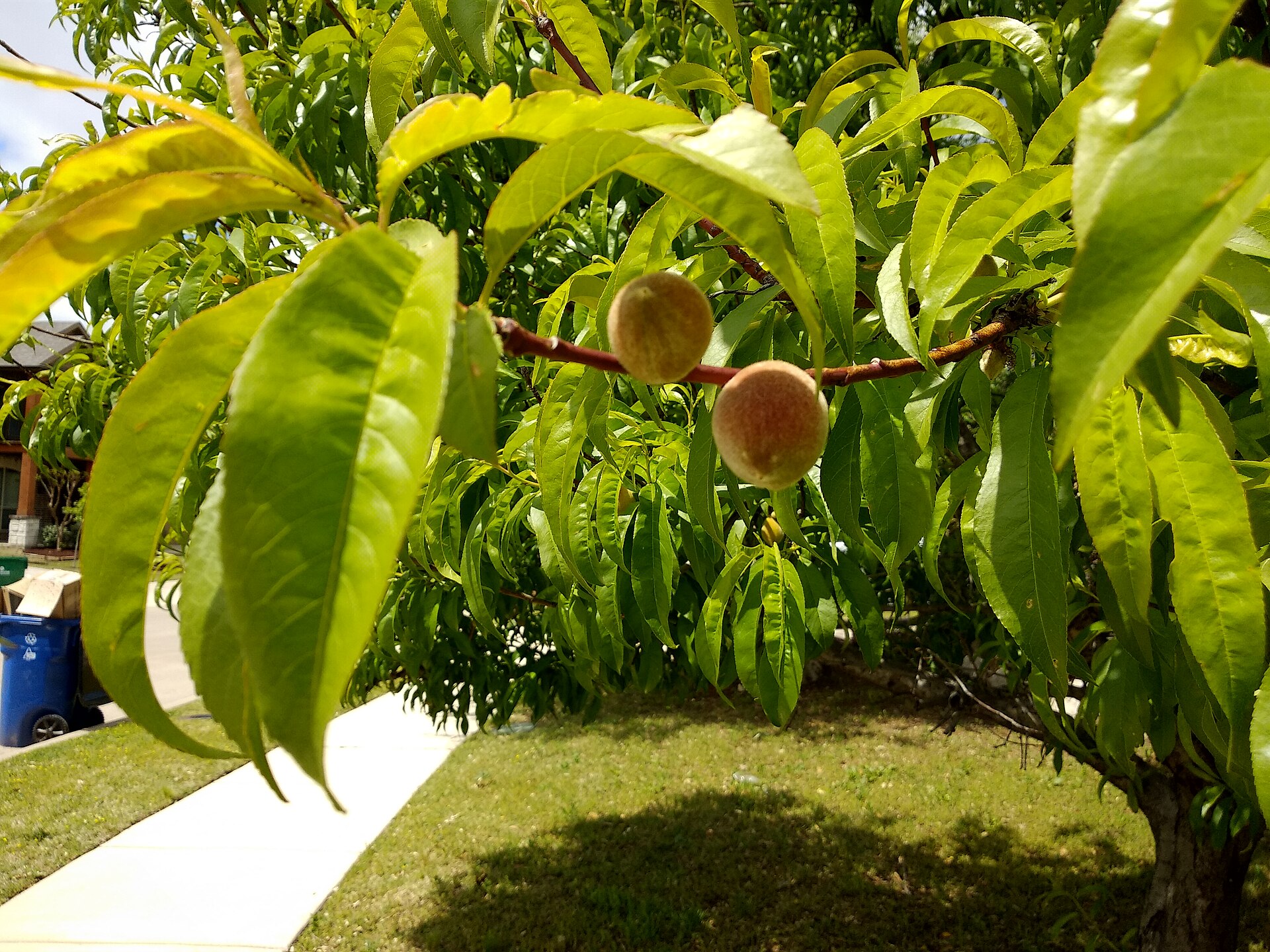 Peach tree branch with leaves and developing fruit.