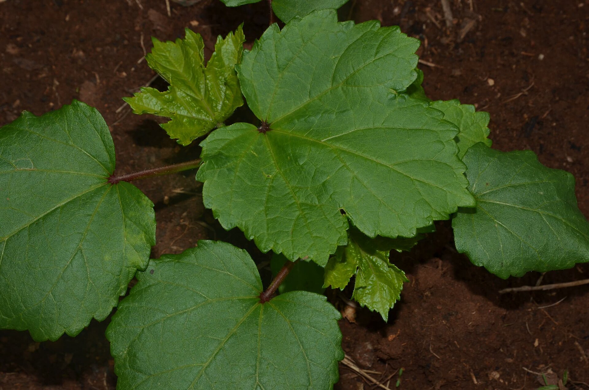 Okra plant showing leaves, flowers, and pods.