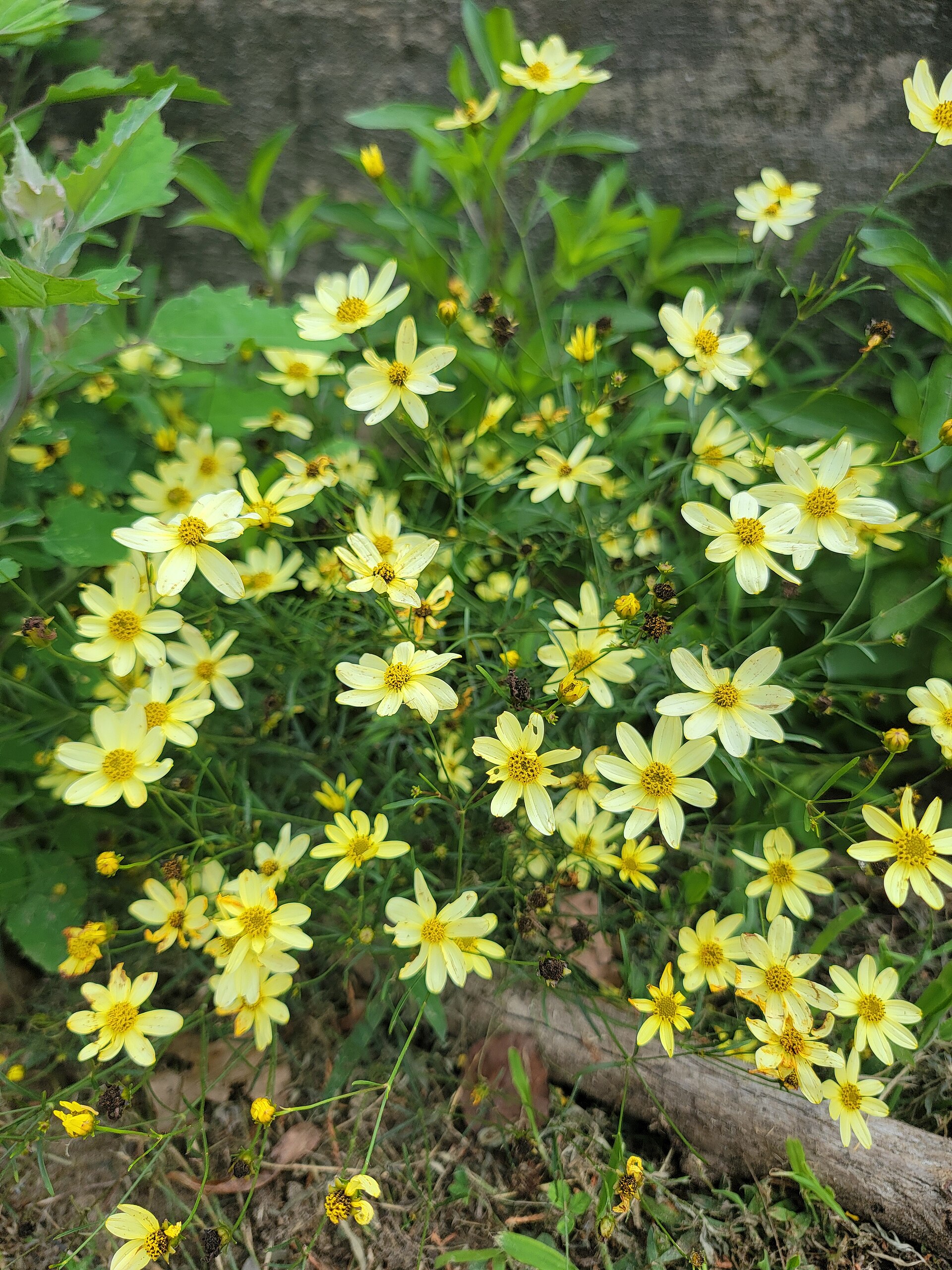 Coreopsis flowers above fine green foliage.