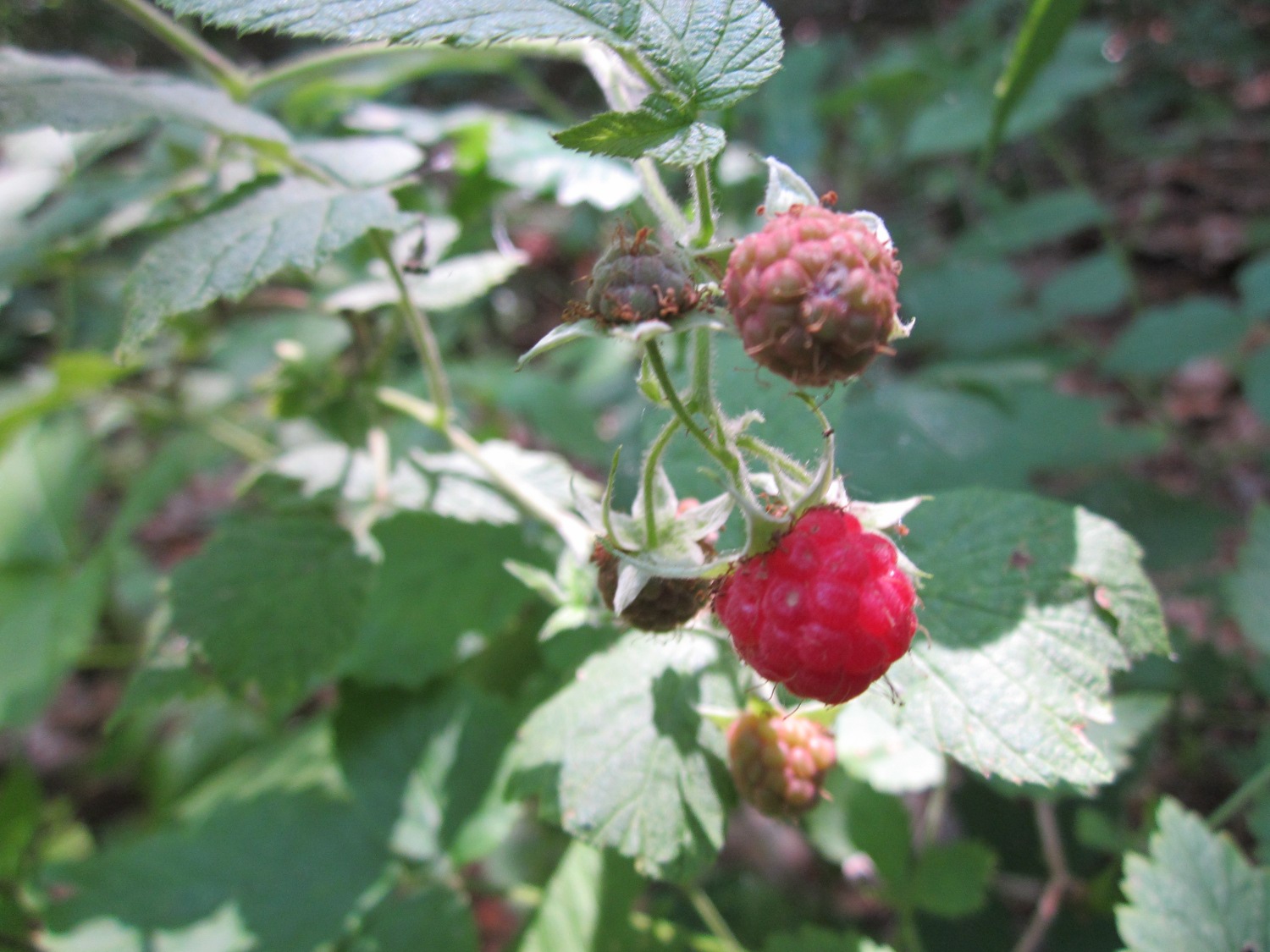 Raspberry cane with leaves and ripening berries.