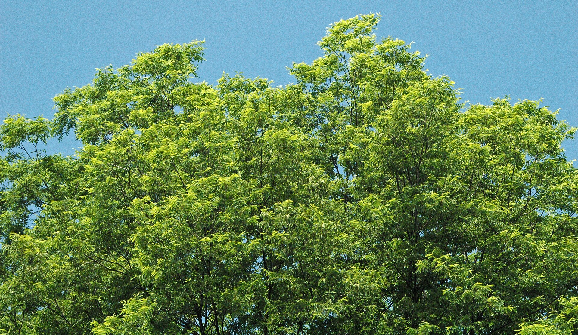 Pecan tree leaves and developing nuts.