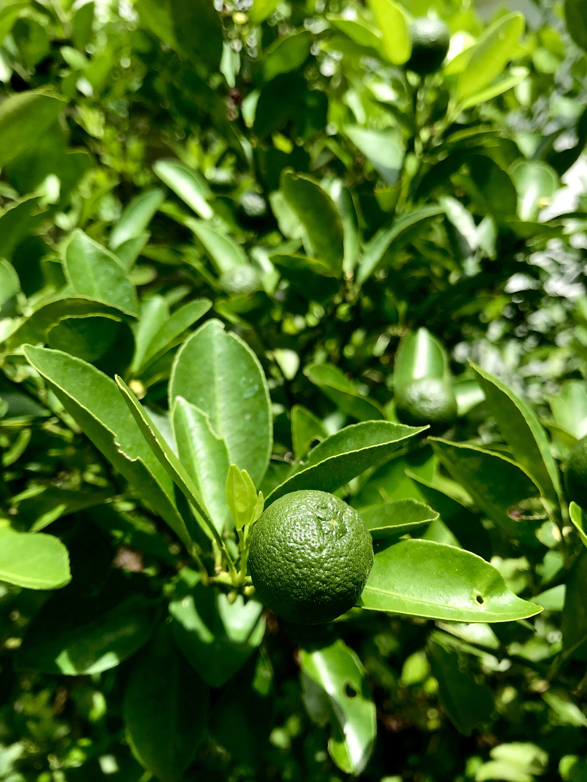 Citrus branch showing evergreen leaves and yellow fruit.