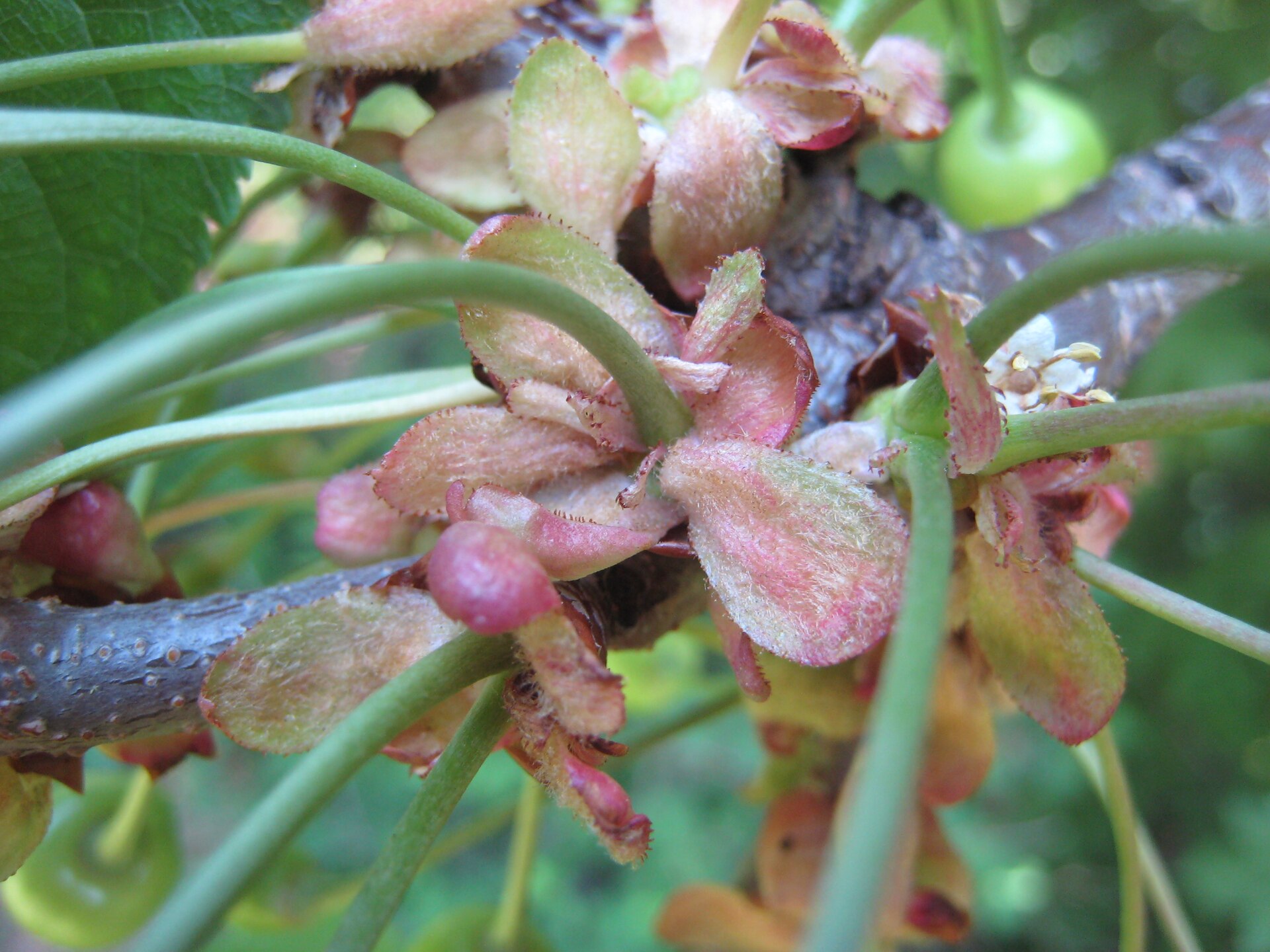 Cherry branch showing leaves and fruit.