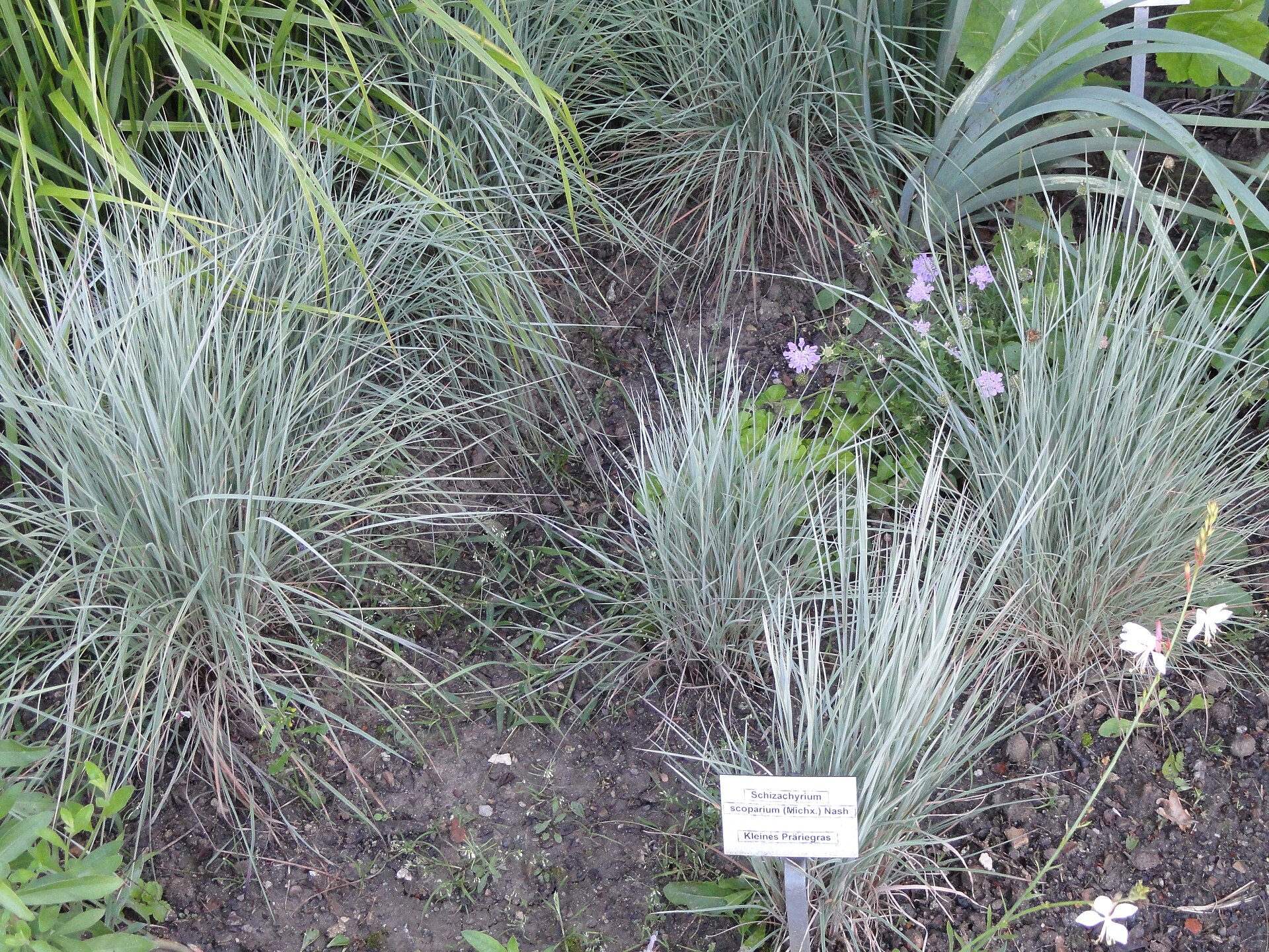 learning ebpf | ch4ser: zone Images High Quality... Little bluestem Growing Guide: Zones 3a-9a, Spacing & Yield | Plant by ZIP