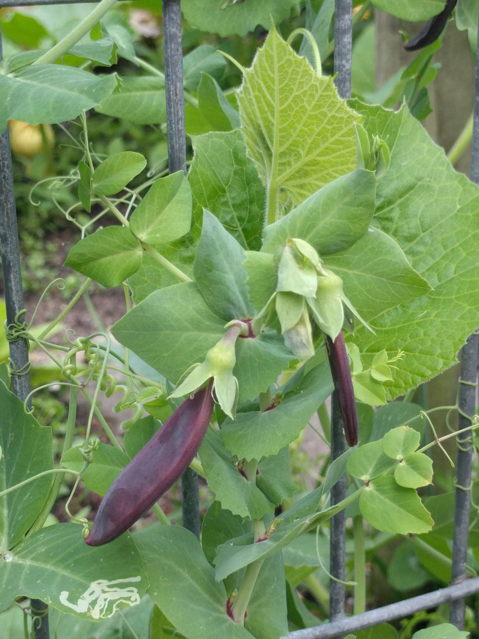 Pea vine showing tendrils, leaves, and pods.