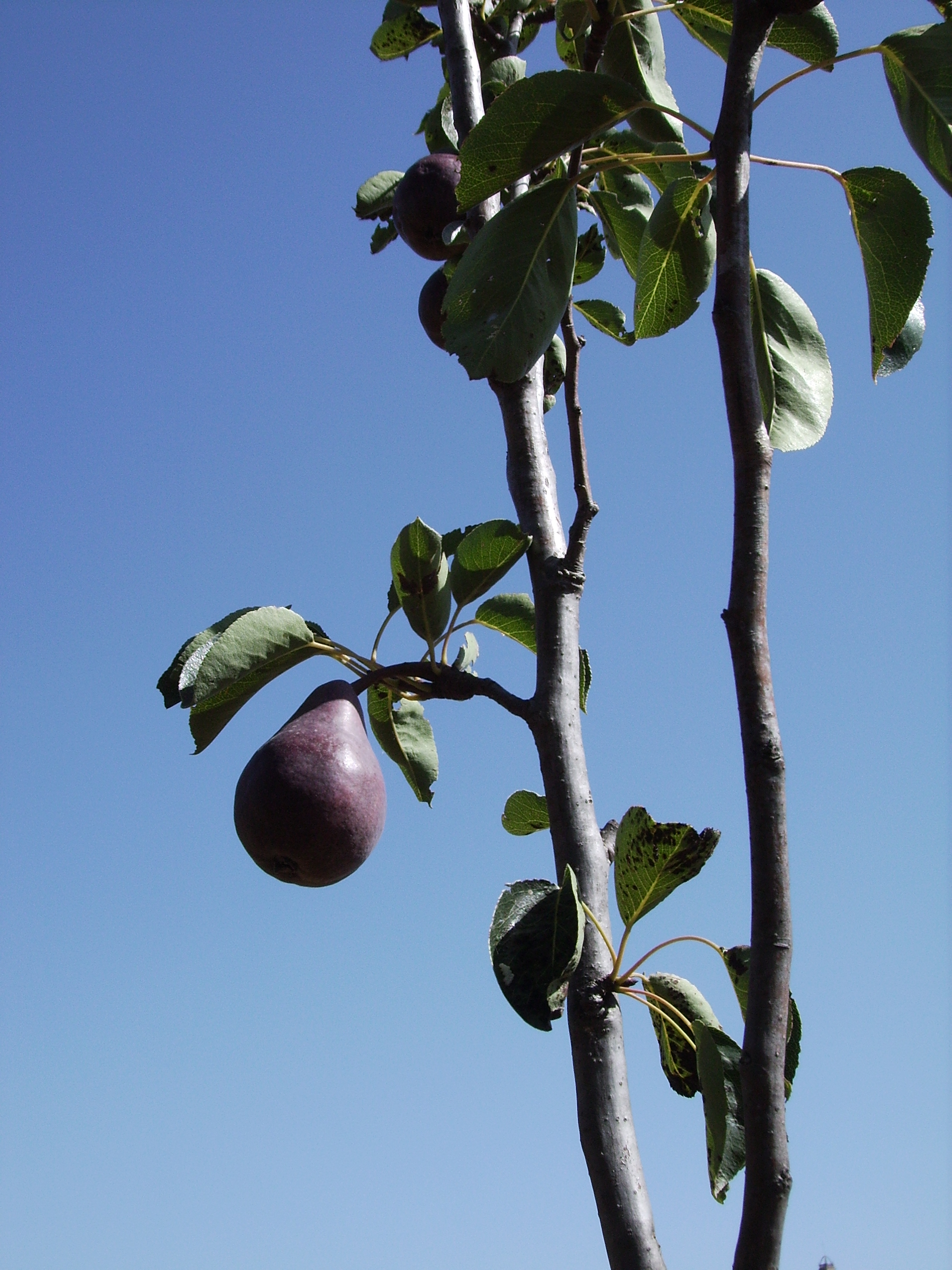 Pear fruit hanging from a leafy branch.