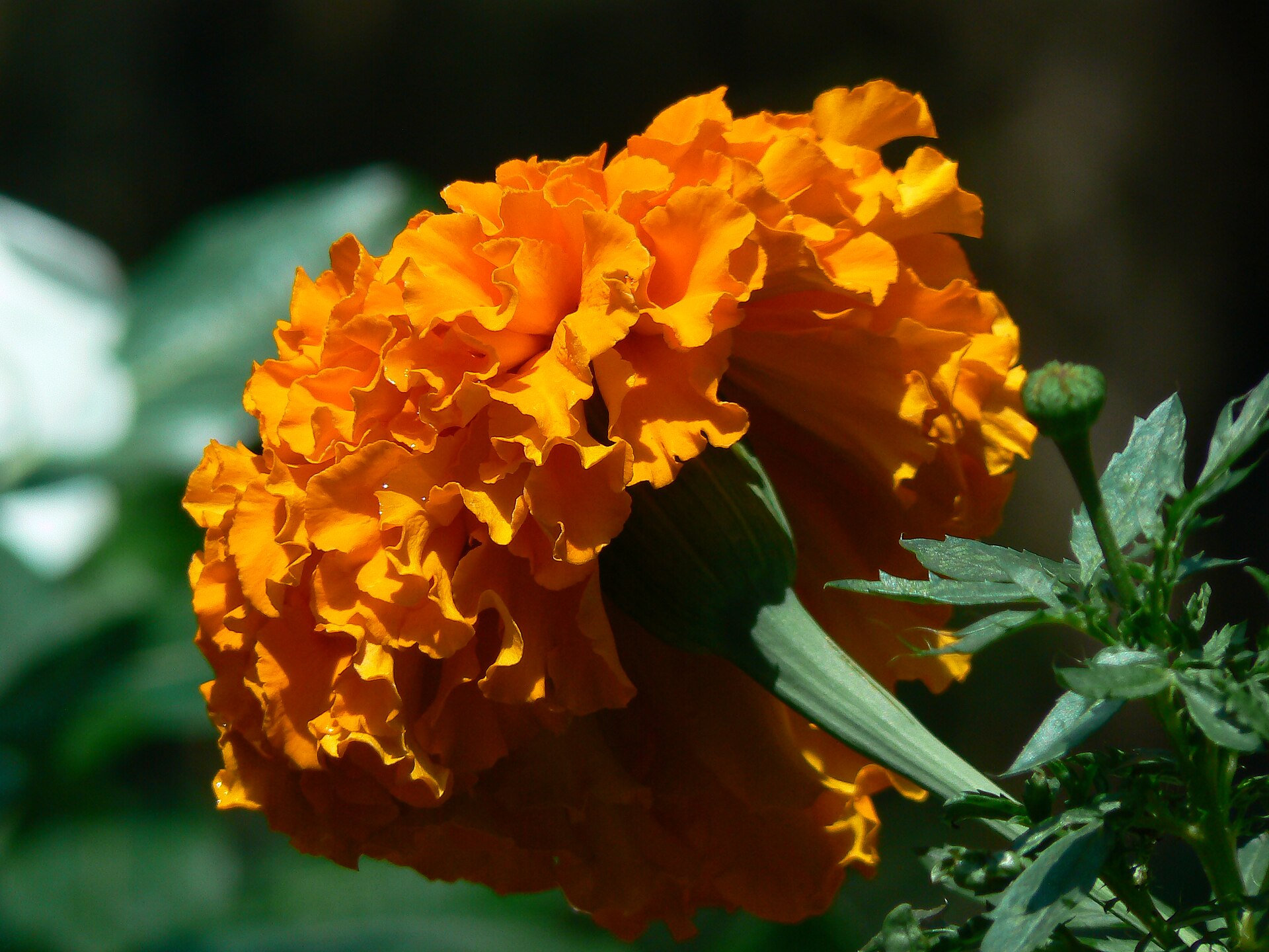 Marigold flowers above compact green foliage.