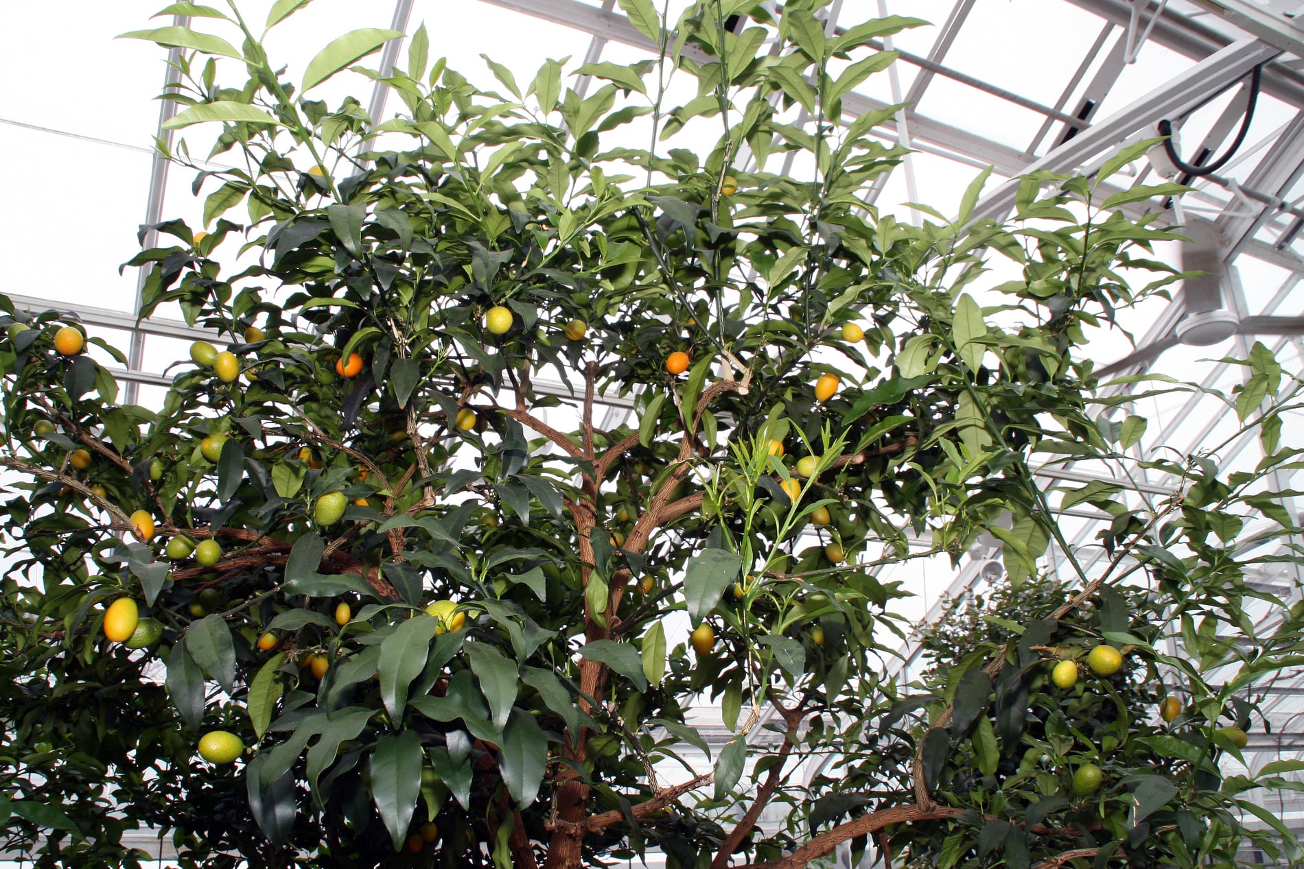 Kumquat branch showing evergreen leaves and orange fruit.
