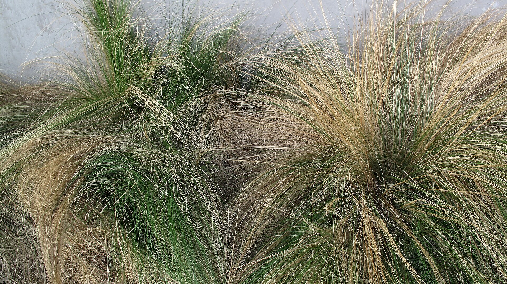 Mexican feather grass clumps with fine arching blades and airy seed heads.