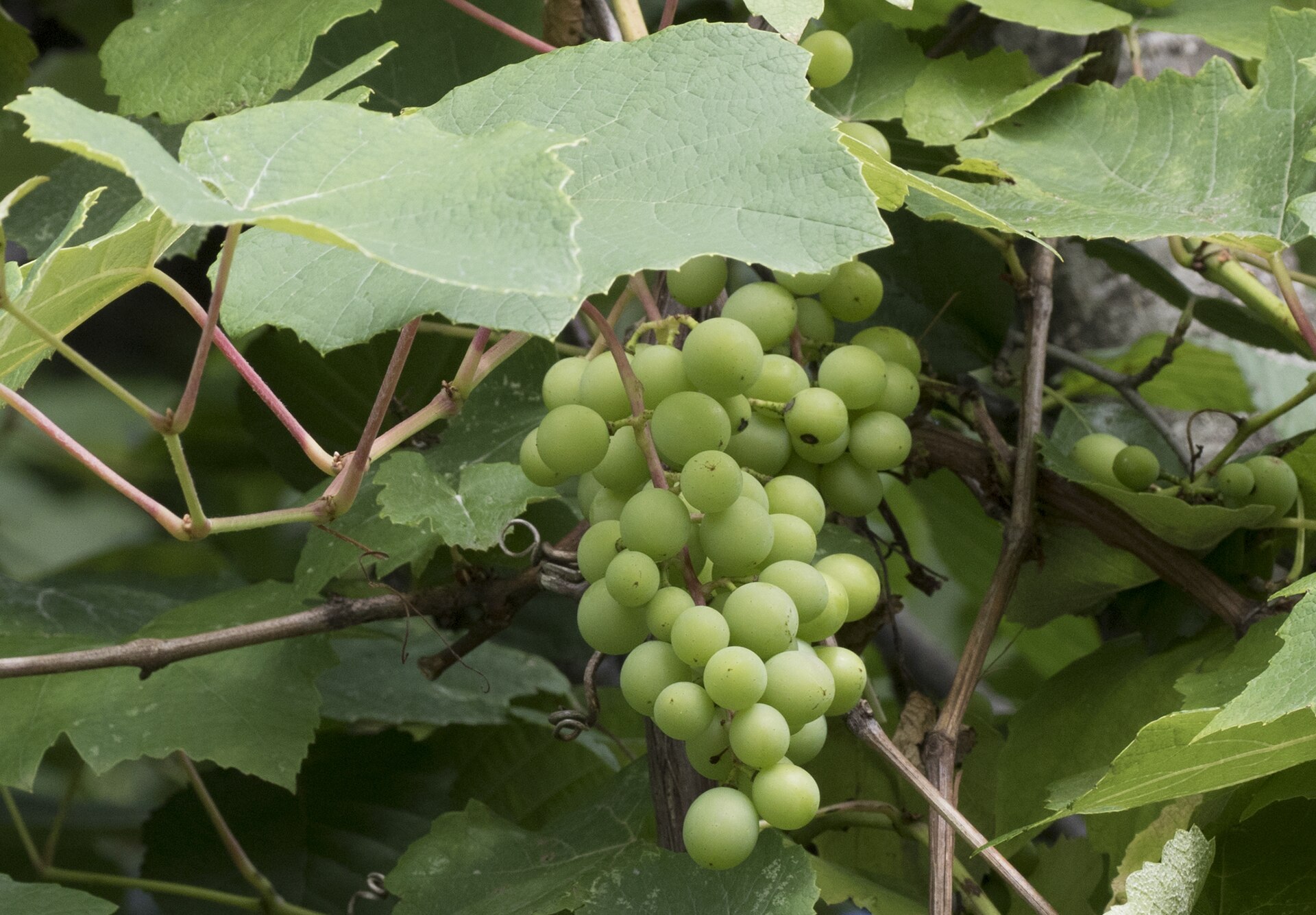 Grape cluster hanging from a leafy vine.