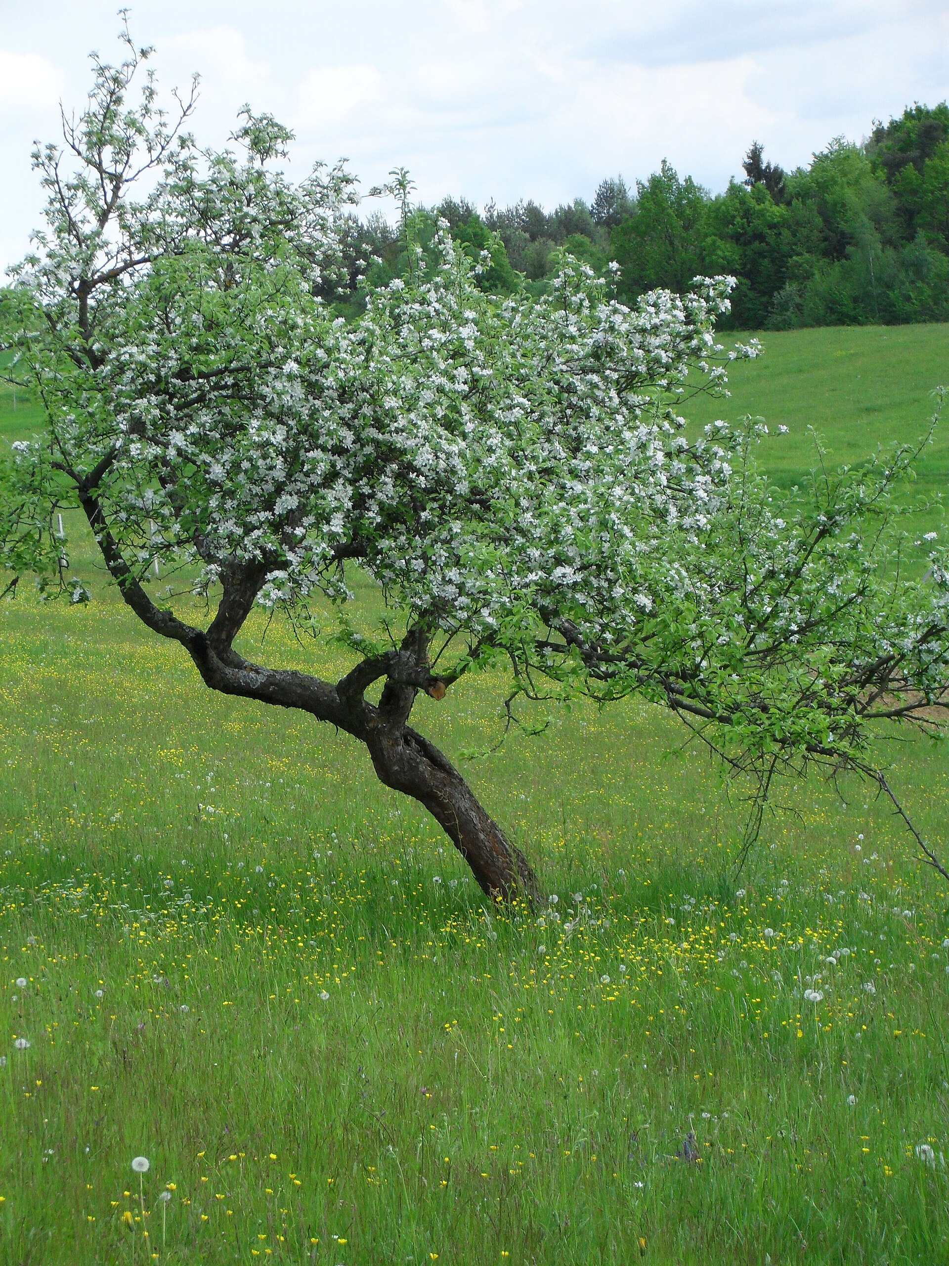 Apple branch showing leaves and fruit.