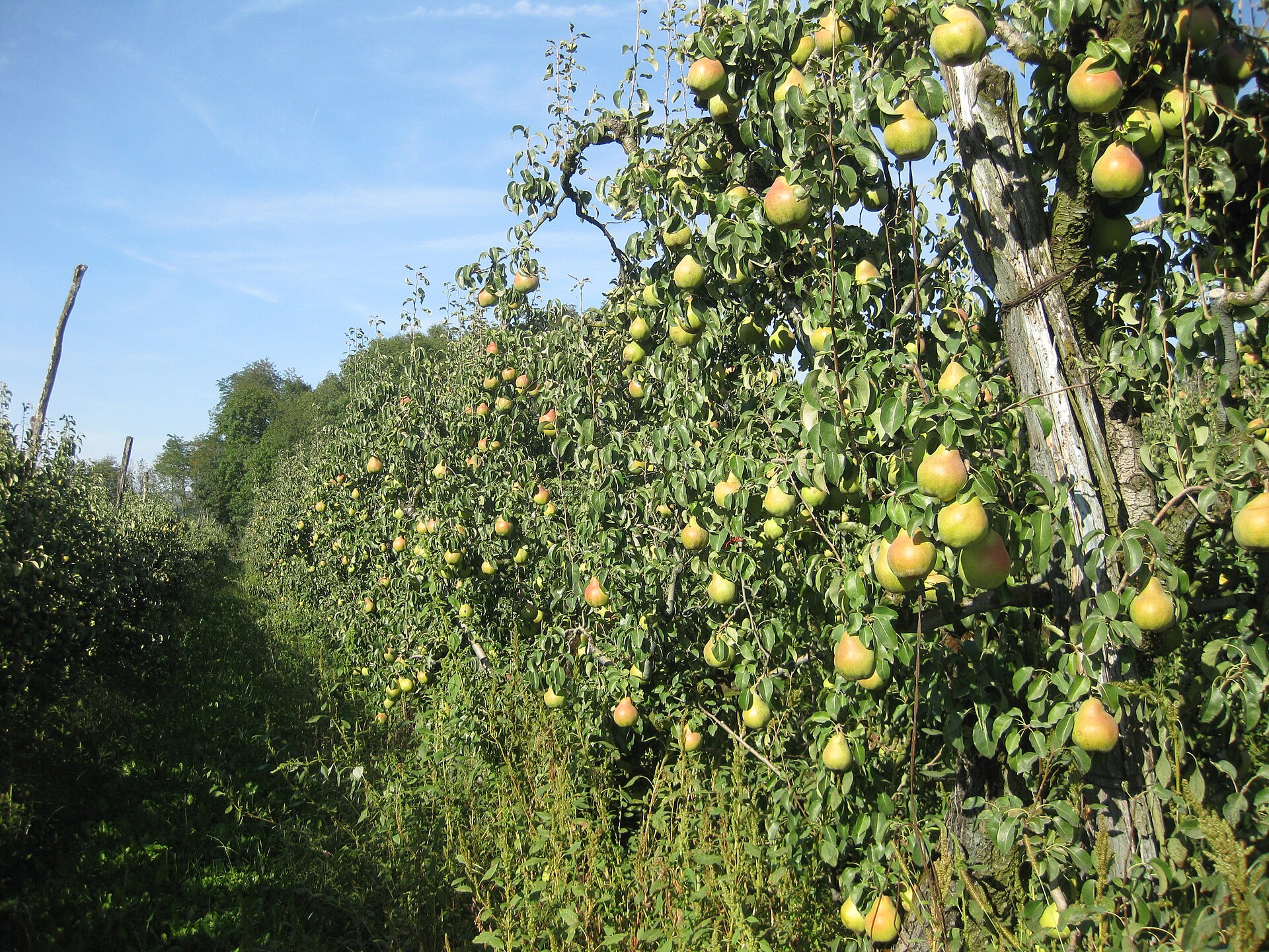 Asian pear branch with leaves and fruit.